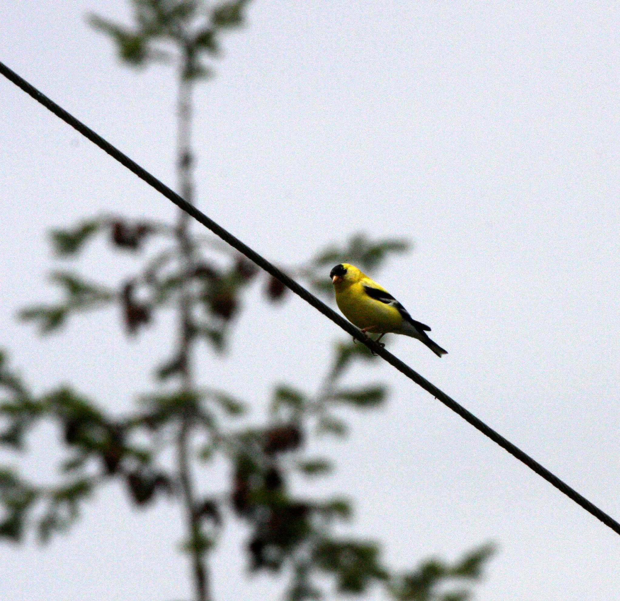 BIRD - GOLDFINCH - AMERICAN GOLDFINCH - DUNGENESS NWR (2).JPG