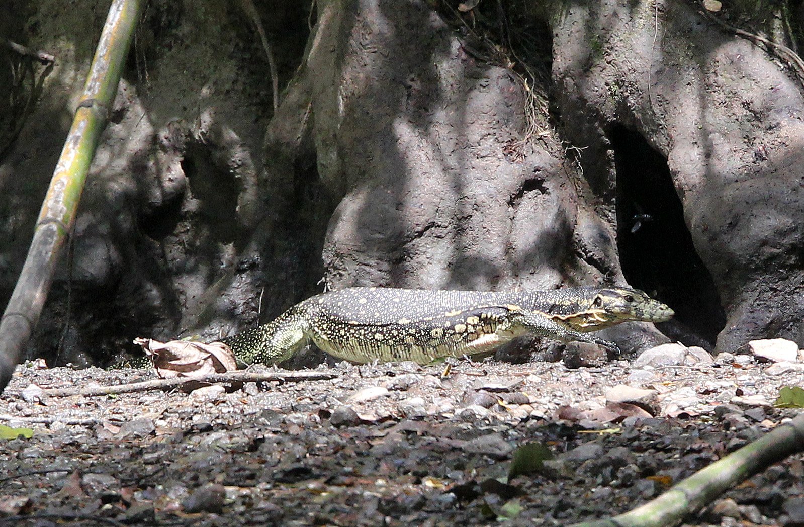 Varanus salvator macromaculatus - SOUTHEAST ASIAN WATER MONITOR LIZARD - NANTU NATIONAL NATURE RESERVE SULAWESI INDONESIA (16).JPG