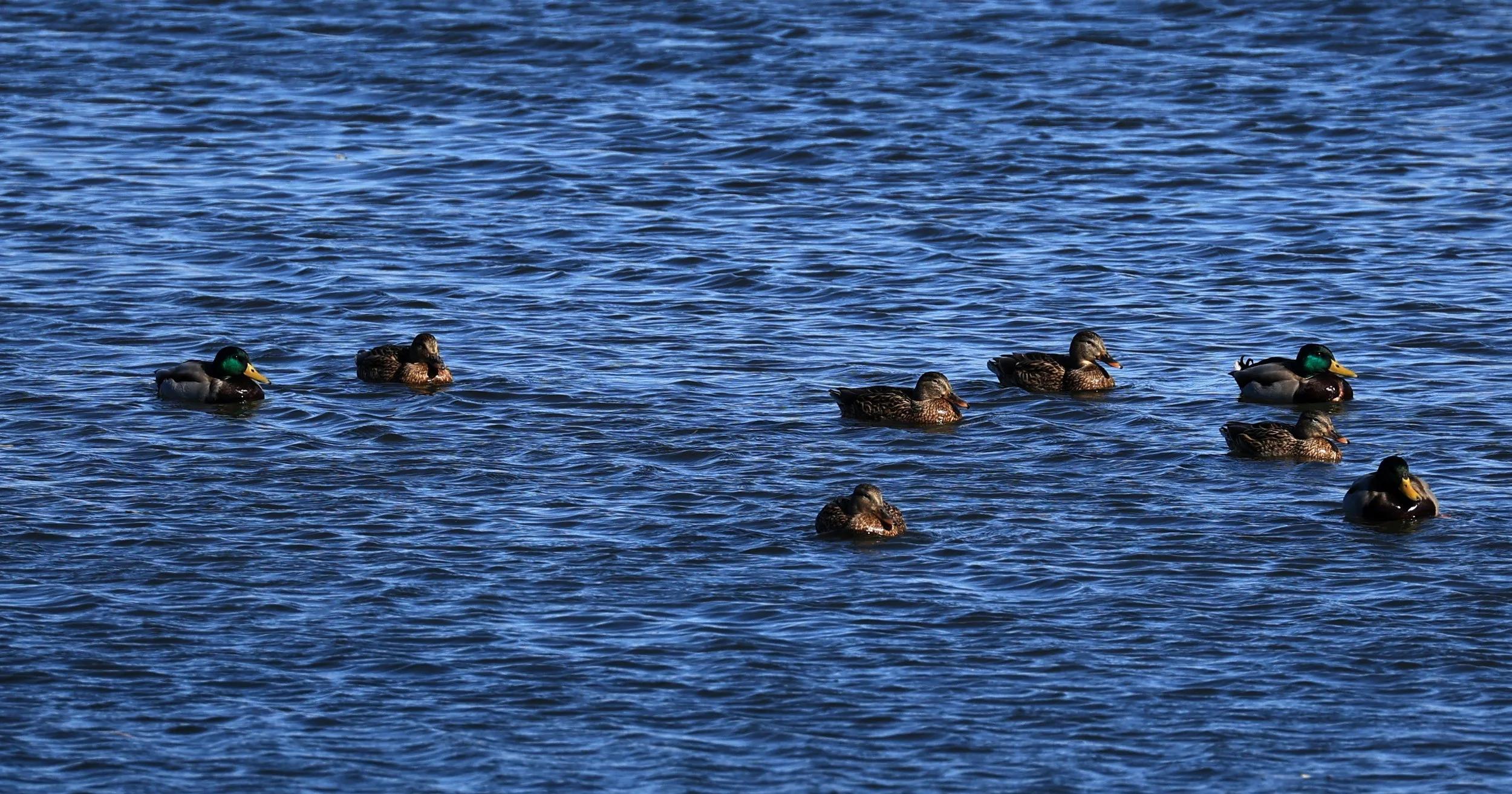 Mallard (Anas platyrhynchos) Shimotonda Sadowaracho Birding Ponds Miyazaki Kyushu Japan.jpg