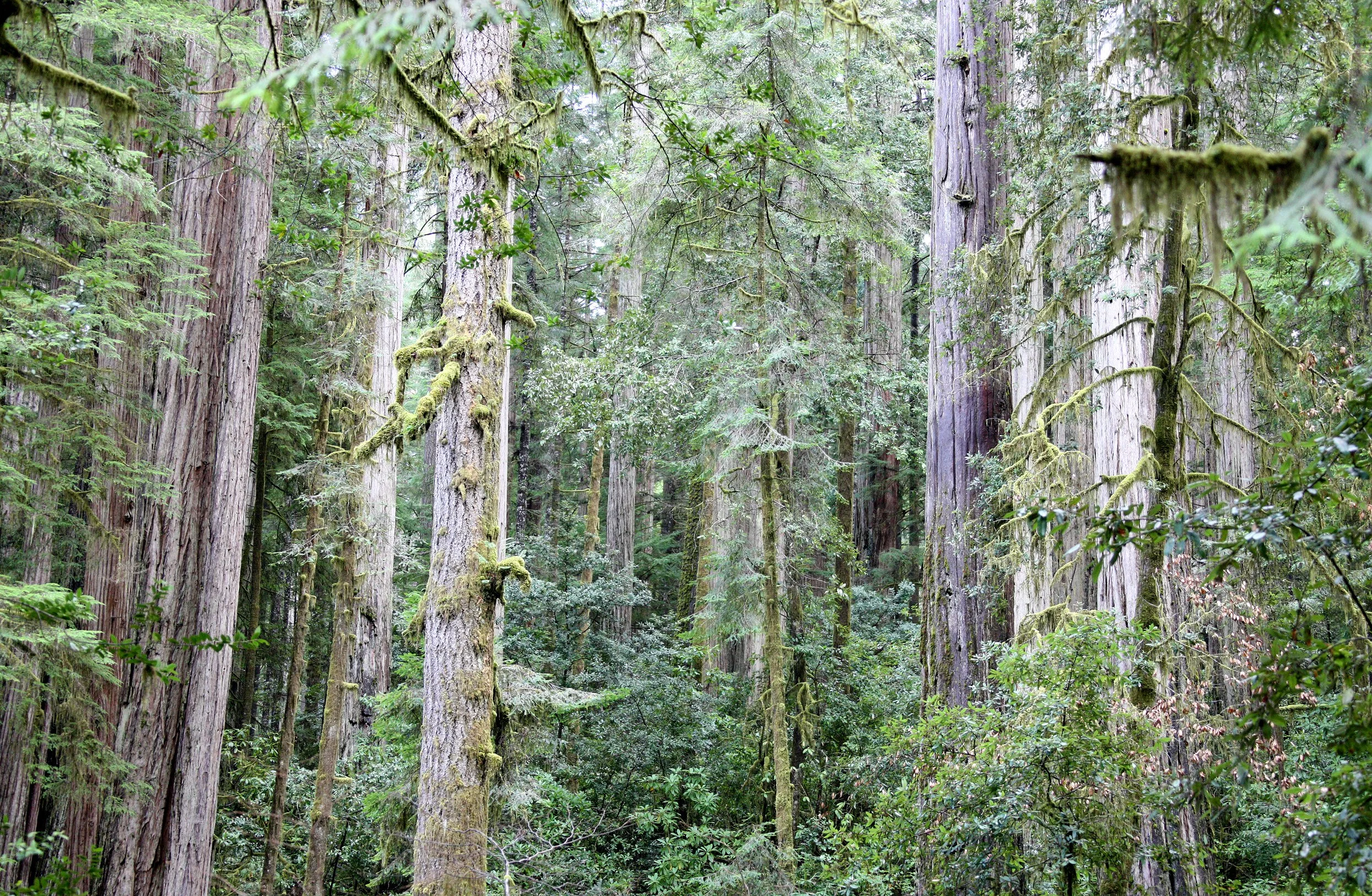 JEDIDIAH SMITH REDWOODS STATE PARK CALIFORNIA (7).JPG