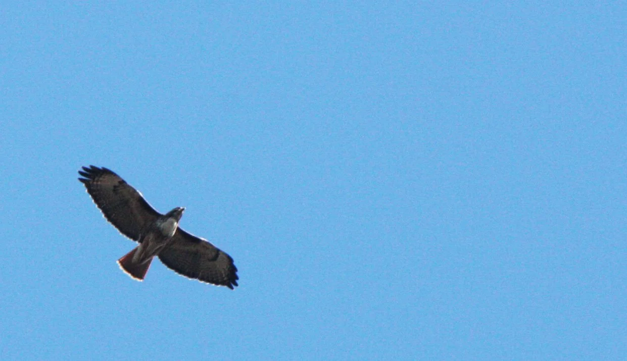 Buteo jamaicensis - RED-TAILED HAWK - LAKE FARM TRAILS (3).JPG