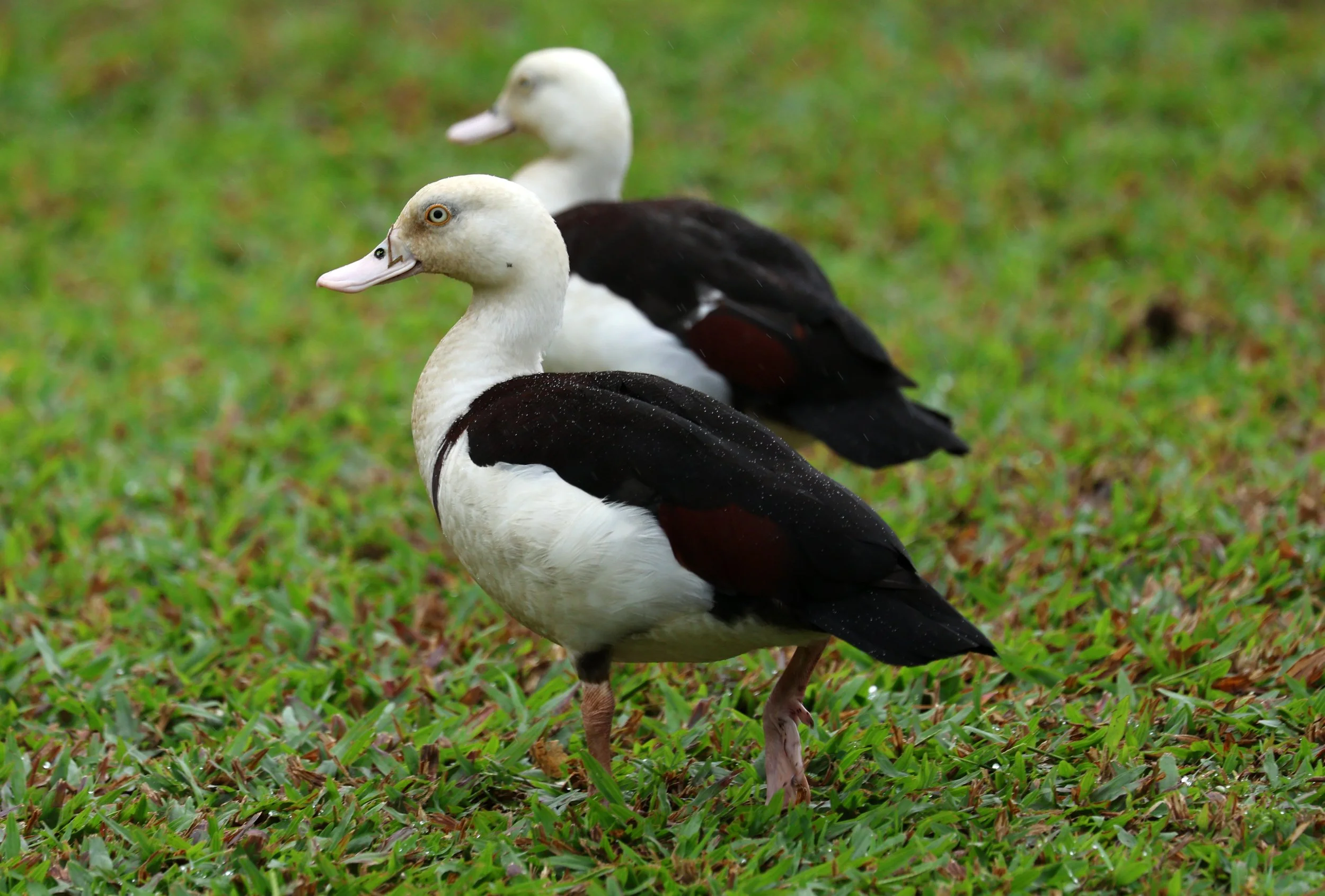 Radjah Shelduck (Tadorna radjah) Daintree Town, Daintree River - Queensland (41).jpg