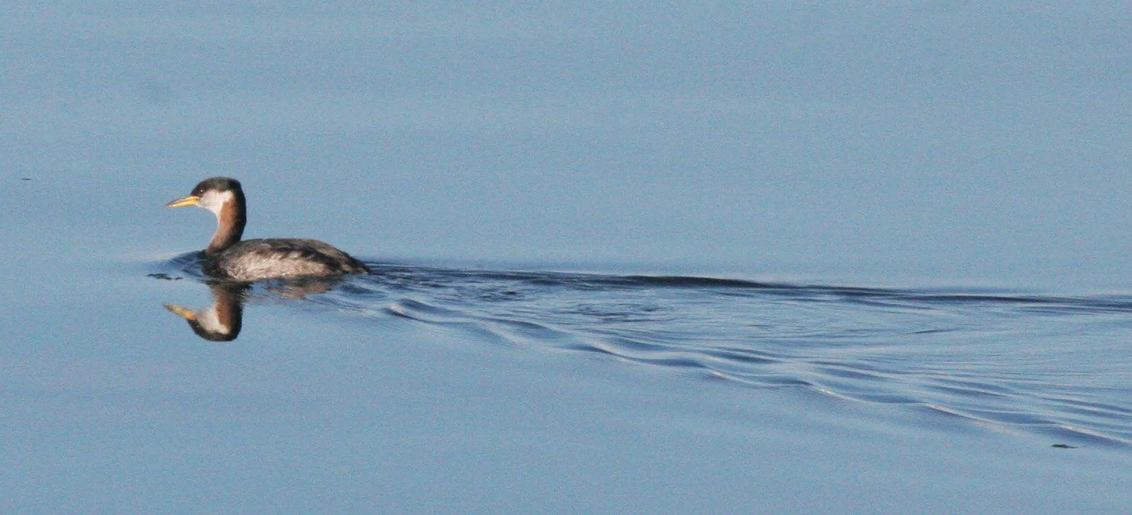 Red-necked Grebe (Podiceps grisegena) Port Angeles Harbor & Strait of Juan de Fuca Washington (18).JPG