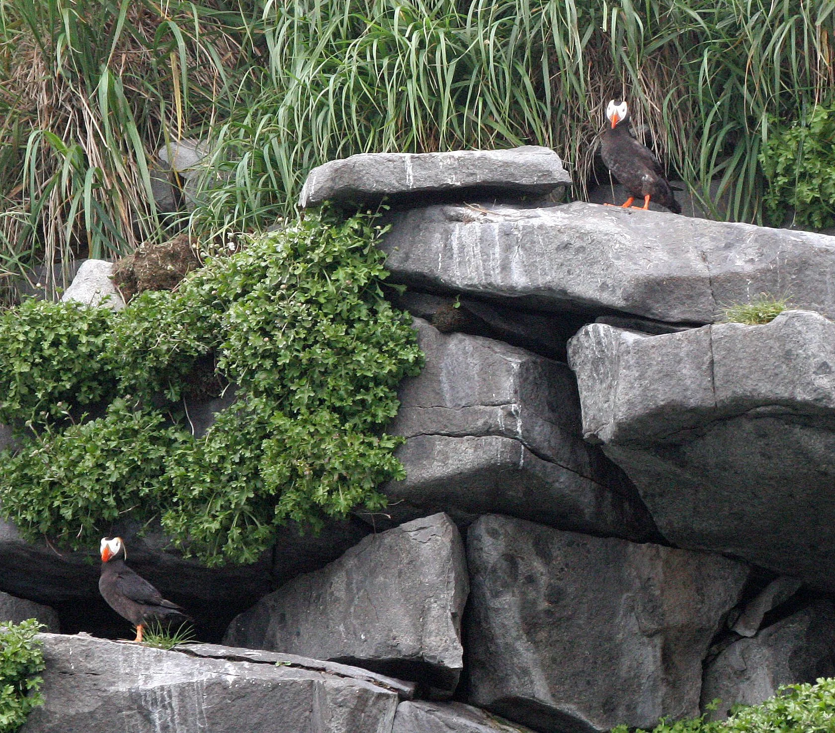 Fratercula cirrhata - TUFTED PUFFIN - COAST OF KAMCHATKA (81).jpg