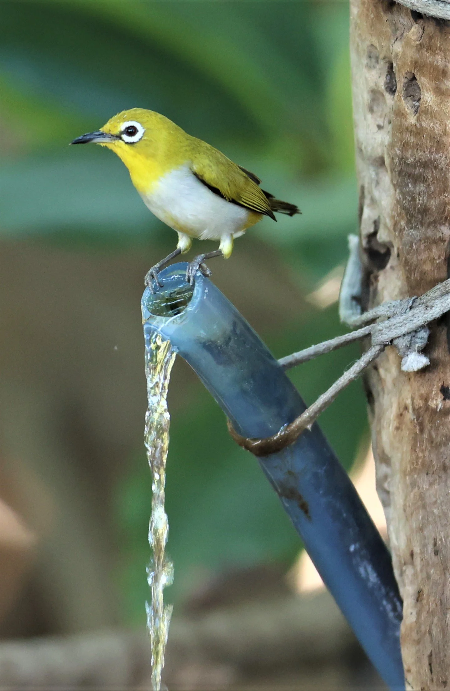 Swinhoe's White-eye (Zosterops simplex) Bang Pu Recreational Park & Mangrove Forest (22).jpg