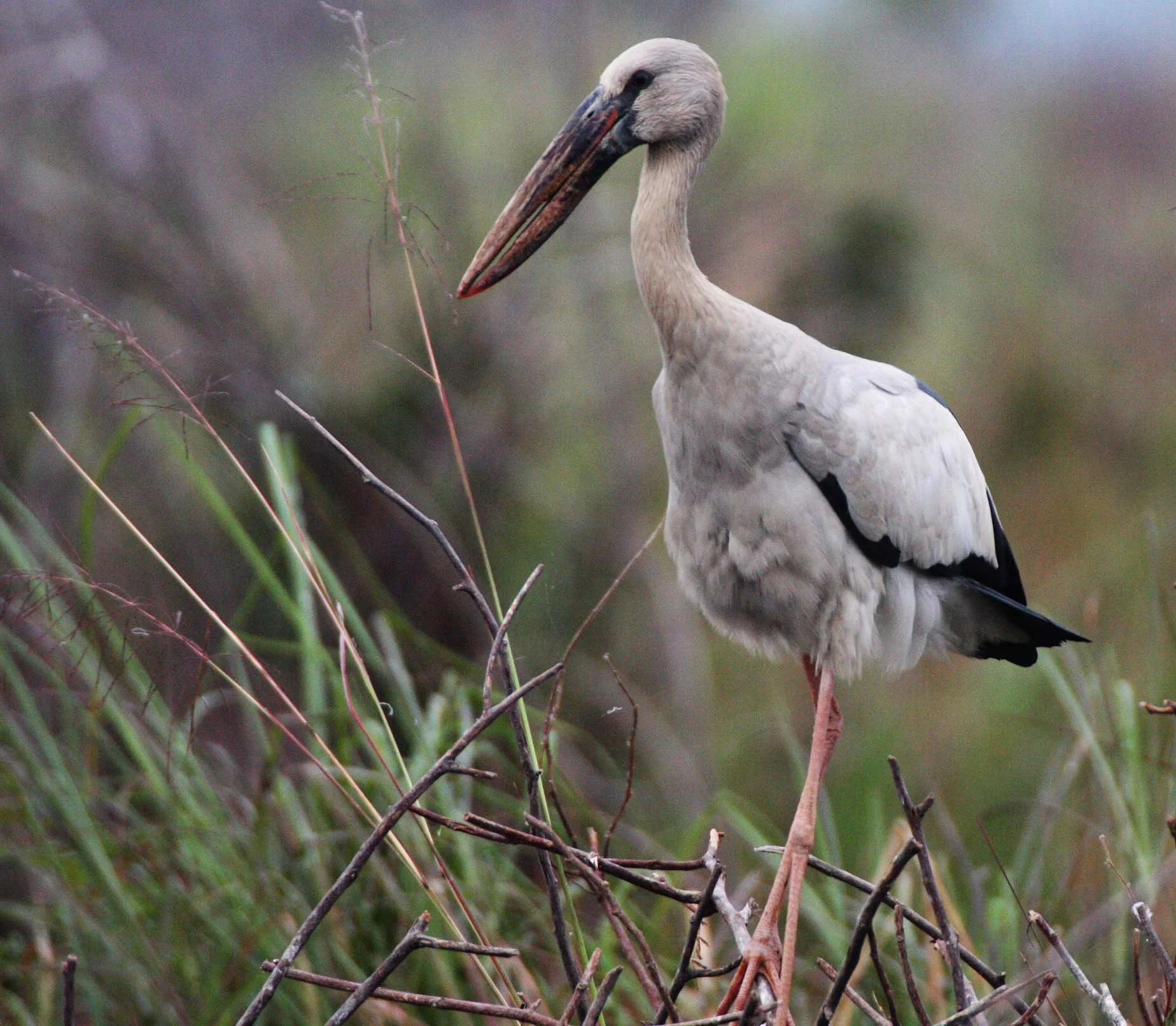 STORK - ASIAN OPENBILL - Anastomus oscitans - ROOKERY IN BUENG BORAPHET THAILAND - CHRISTMAS IN THAILAND TRIP 2008 (15).JPG
