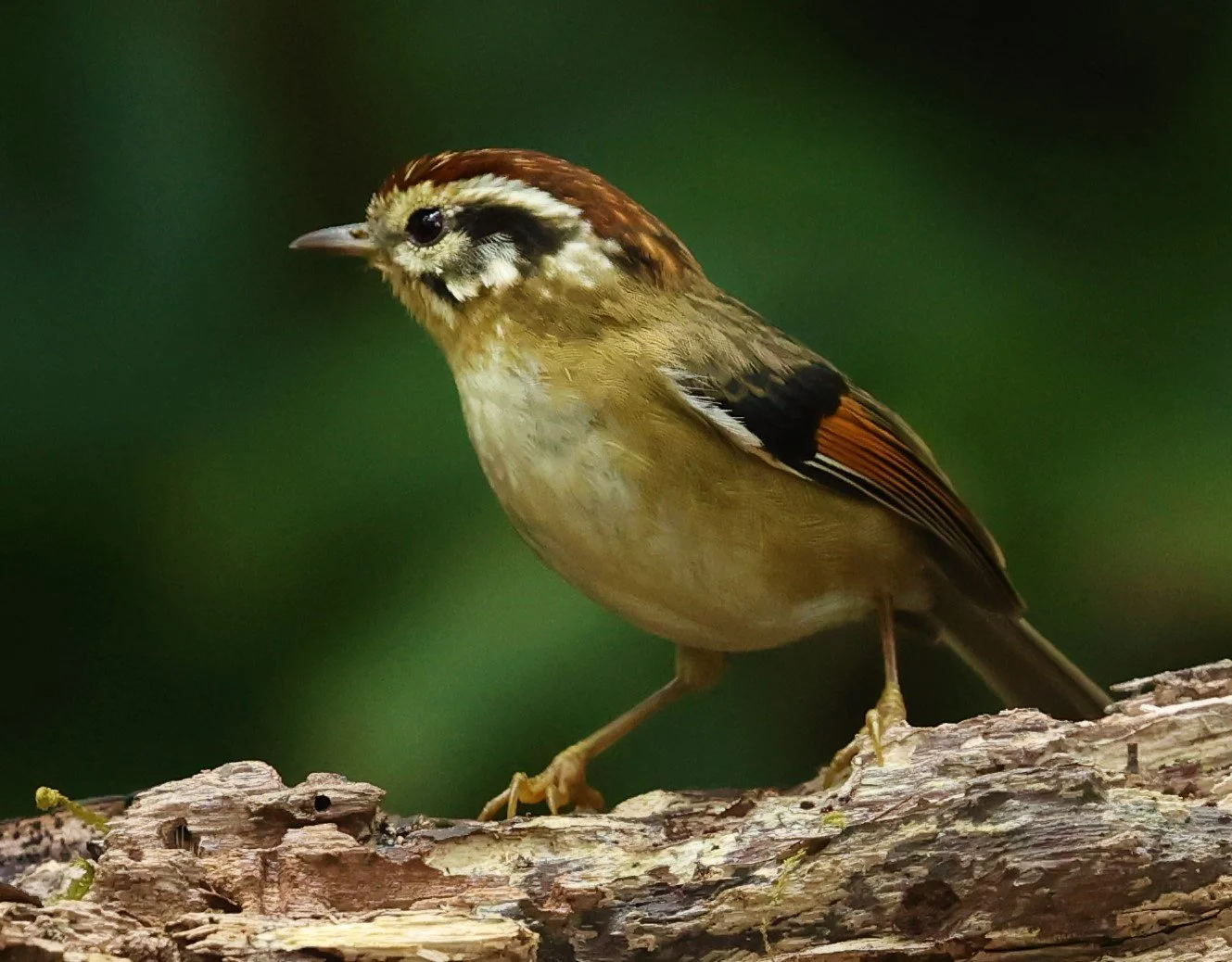 FULVETTA - RUFOUS-WINGED FULVETTA - Schoeniparus castaneceps - DOI PHA HOM POK NP DOI LANG EAST FEB 2022 (32).jpg