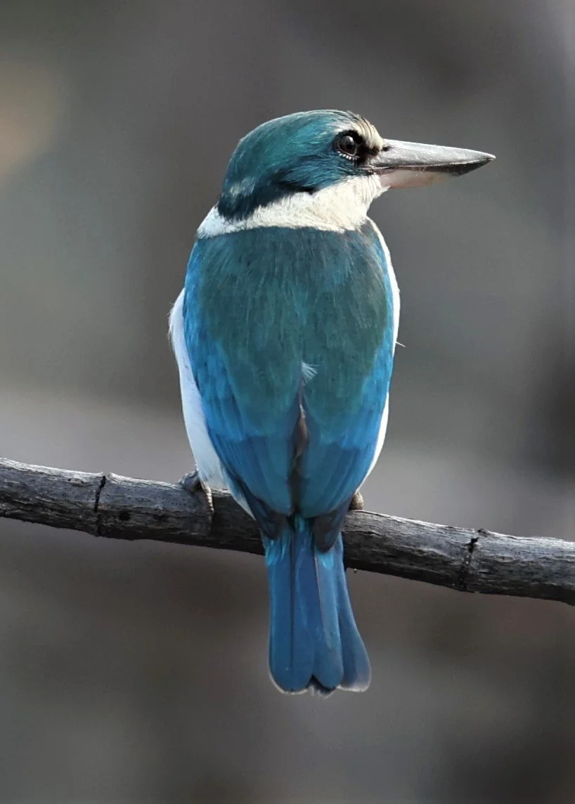 KINGFISHER - COLLARED KINGFISHER - Todiramphus chloris - BANG PU 27 OCT 2021 (3).JPG