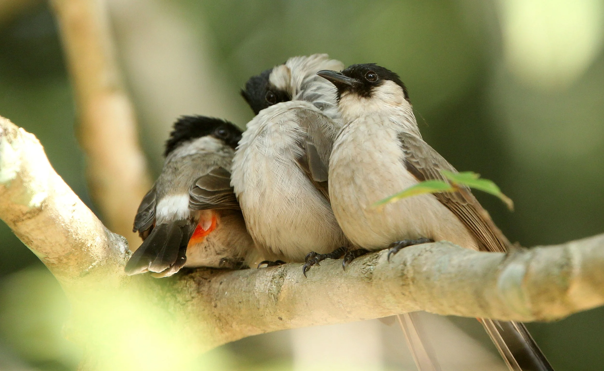 BULBUL - SOOTY-HEADED BULBUL - Pycnonotus aurigaster - HUAI KHA KHAENG NWS THAILAND (21).JPG