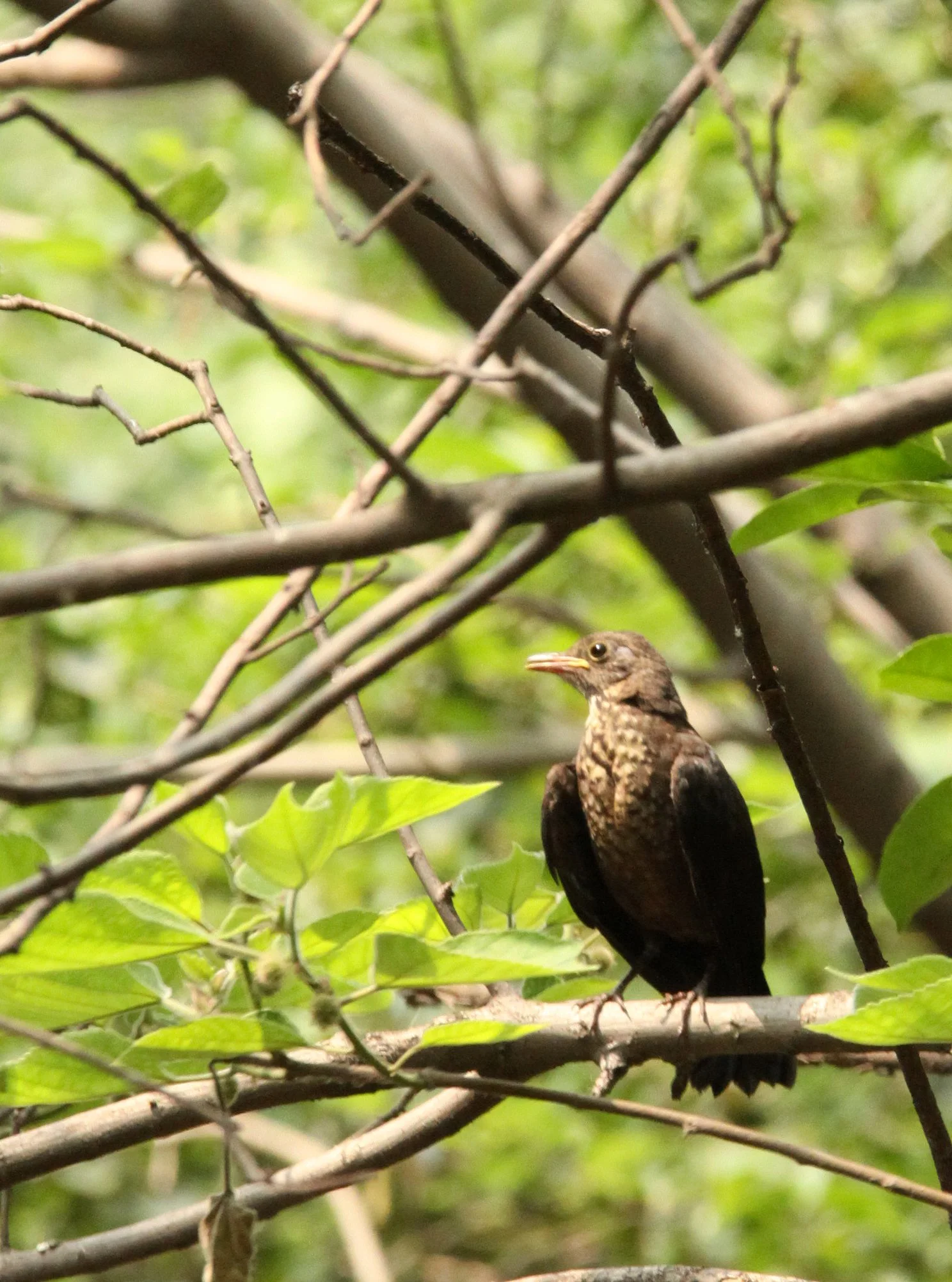 Eurasian Blackbird (Turdus merula) Shanghai Zoo and Botanical Gardens (5).JPG
