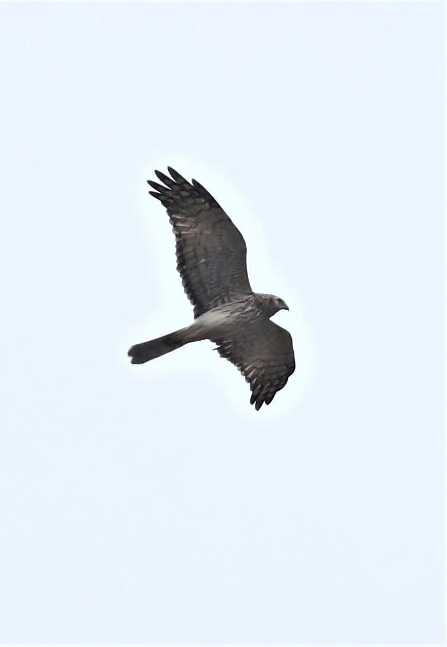 HARRIER - PIED HARRIER - Circus melanoleucos - YONOK CHIANG SAEN CHIANG RAI - ROOST Feb 2022 (46).jpg