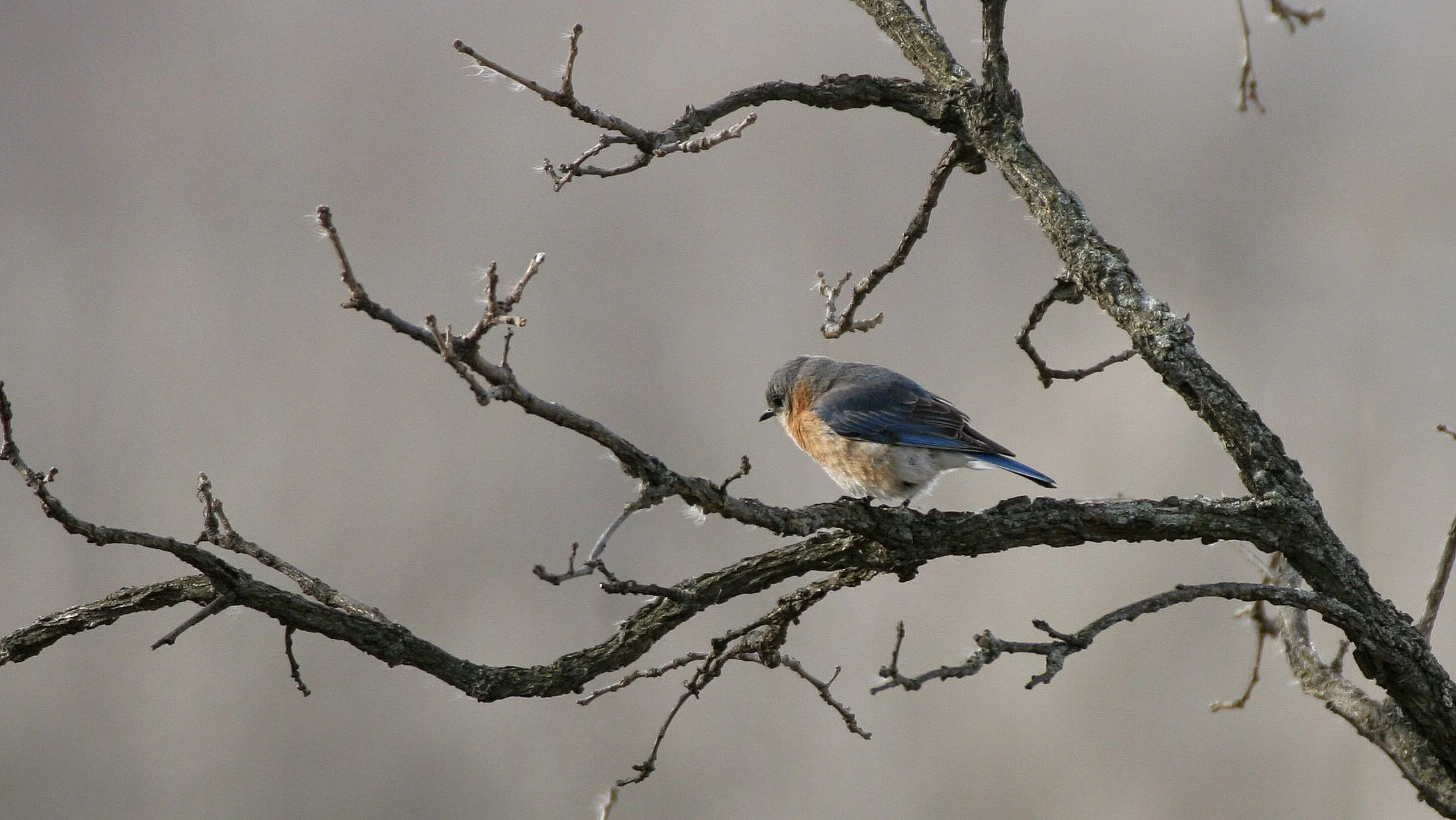 Eastern Bluebird (Sialia sialis) Lincoln Marsh Wheaton Illinois (41).JPG