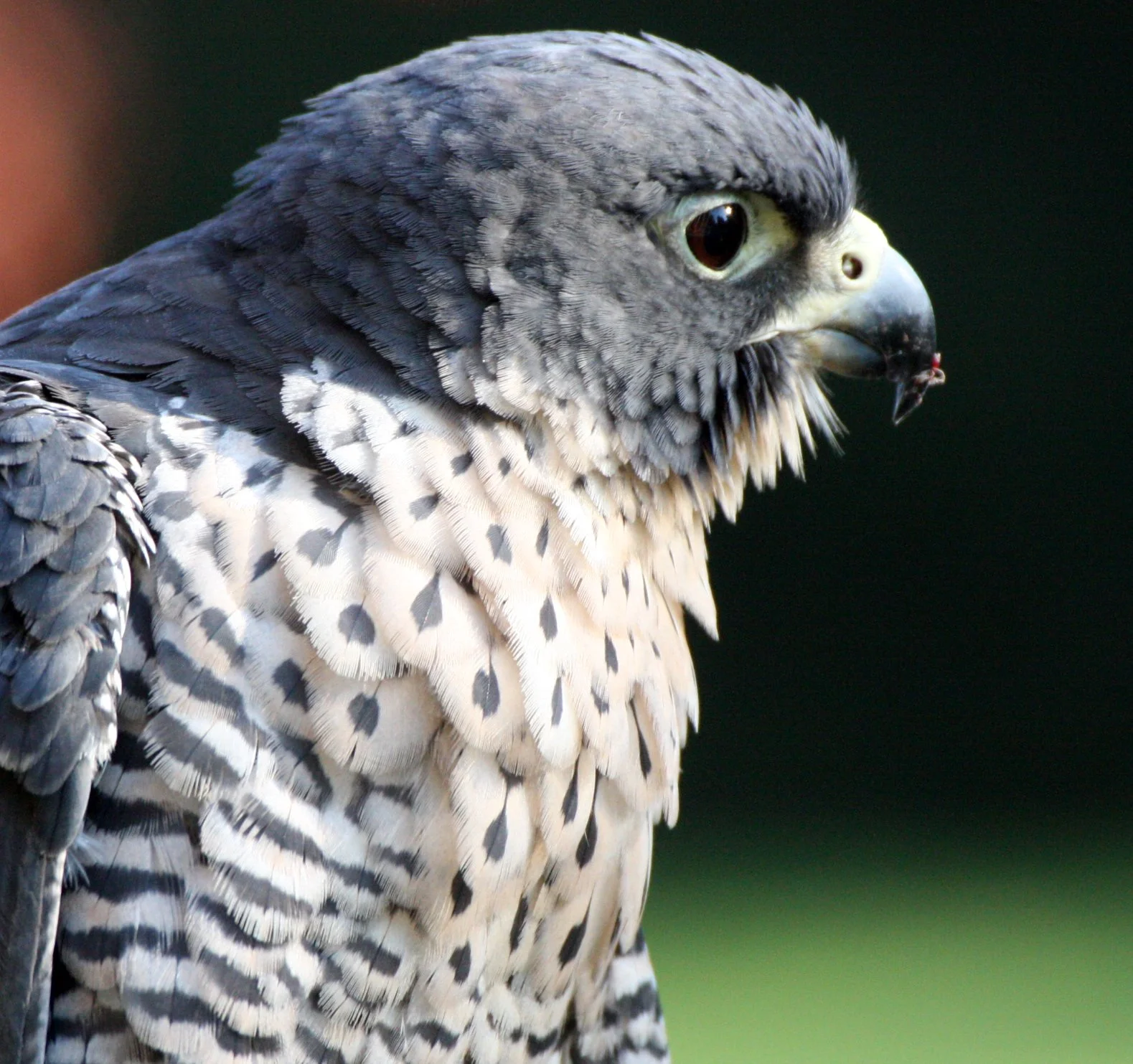 Falco peregrinus anatum - AMERICAN PEREGRINE FALCON - WOODLAND PARK ZOO SEATTLE (3).JPG