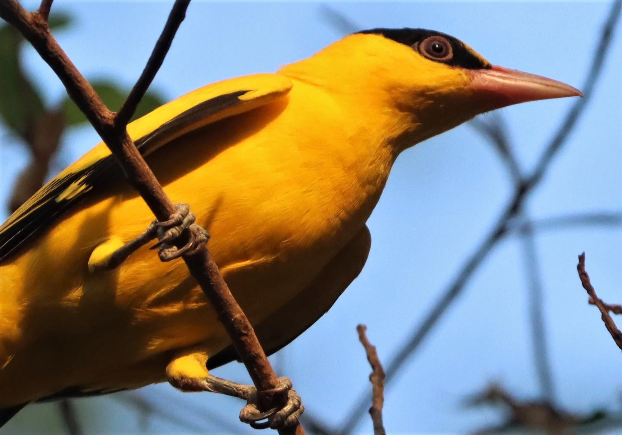 Black-napped Oriole (Oriolus chinensis) Rama 9 Park Bangkok (24).jpg