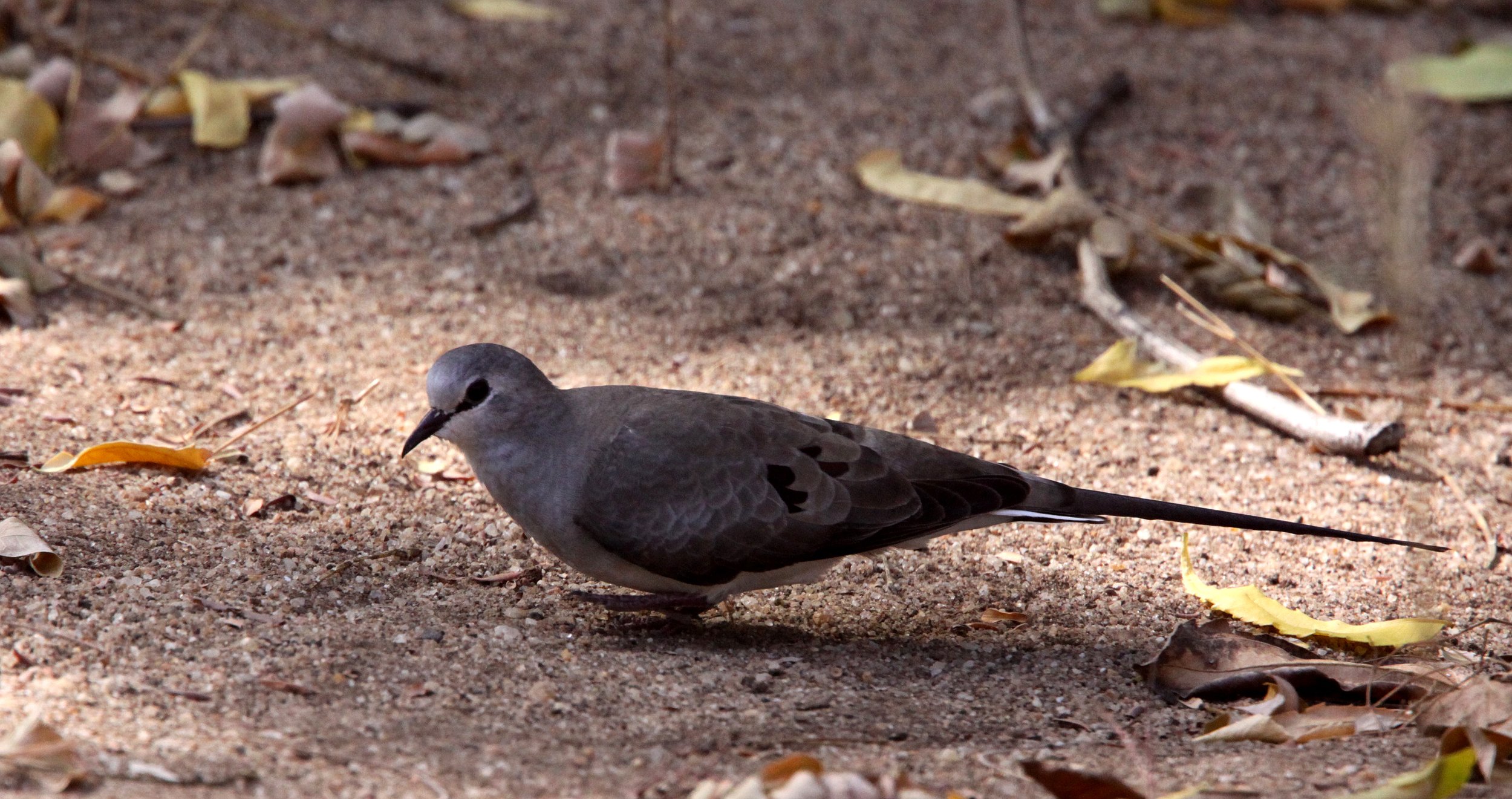 Namaqua Dove (Oena capensis) Kirindy NP Madagascar (4).JPG