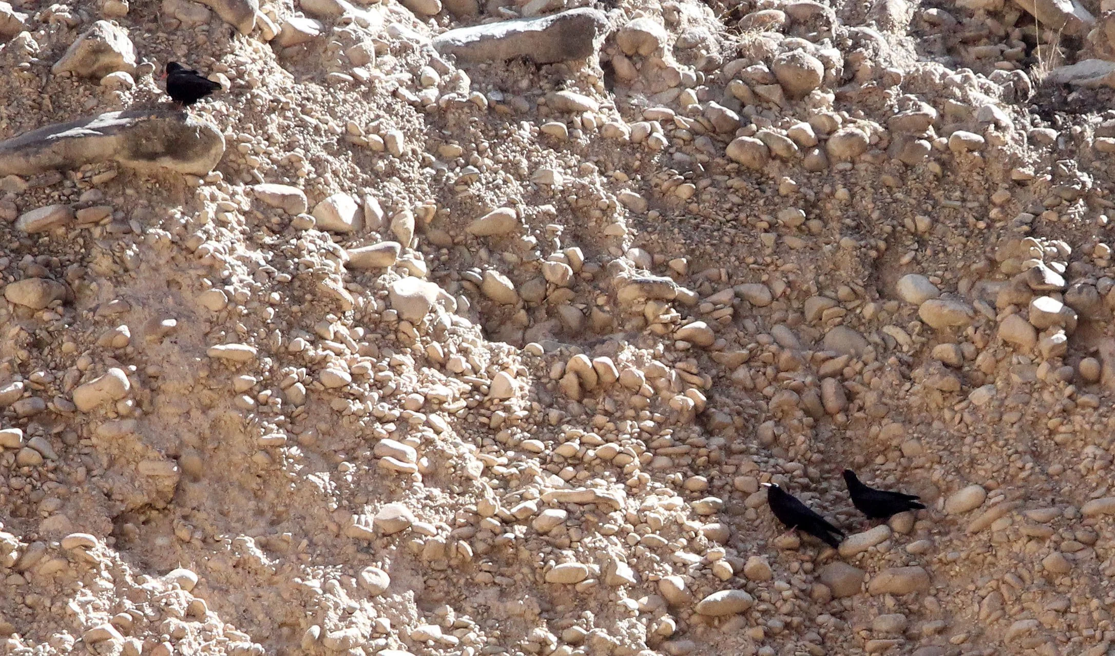 BIRD - CHOUGH - RED-BILLED CHOUGH - FOOTHILLS NEAR XINGHAI CHINA (5).JPG