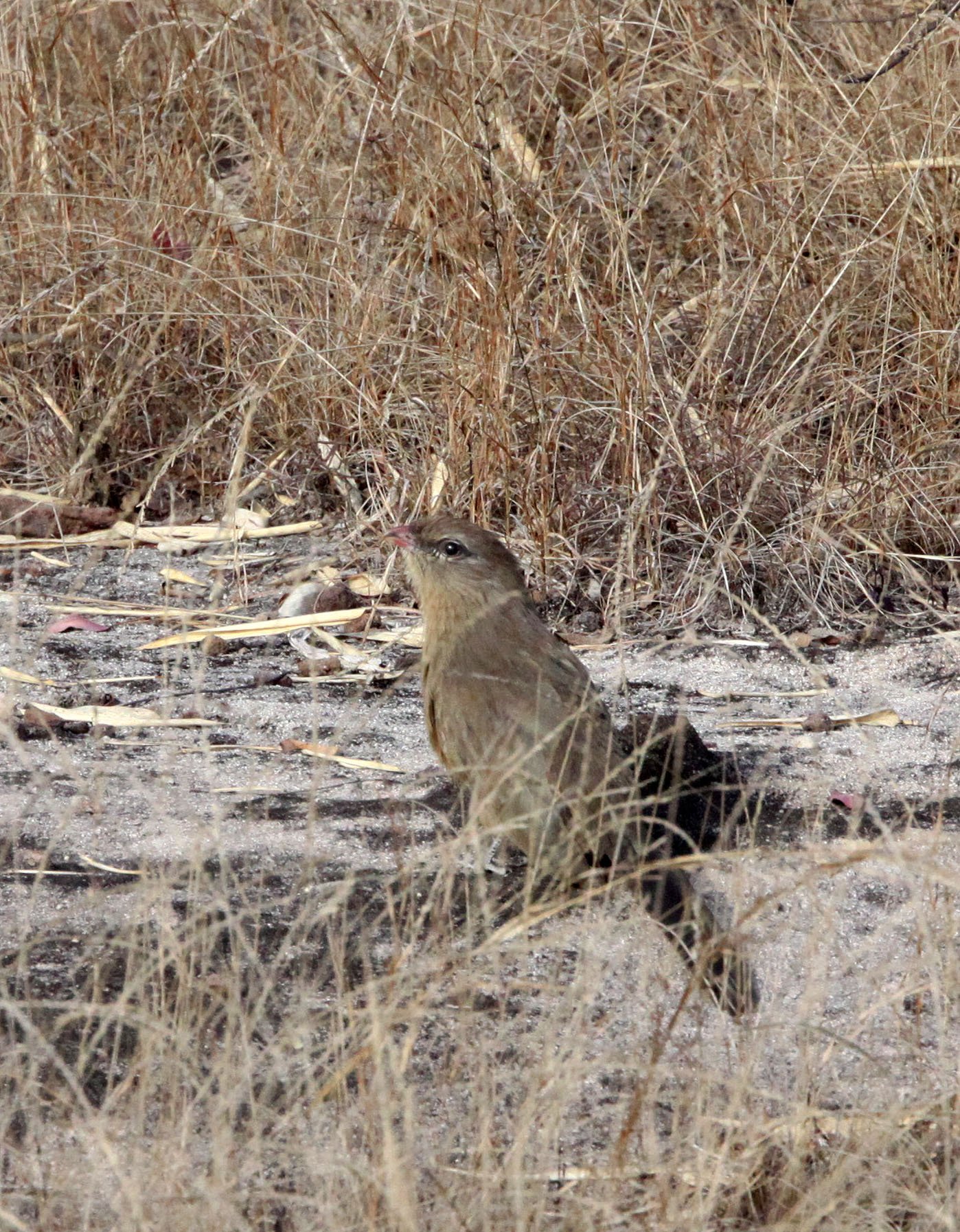 Sirkeer Malkoha (Taccocua leschenaultii) Bandhavgar NP India (5).JPG