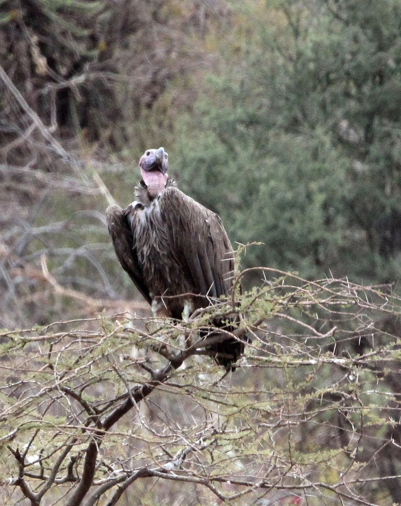 Torgos tracheliotos - LAPPET-FACED (NUBIAN) VULTURE - ETOSHA NATIONAL PARK NAMIBIA (3).JPG