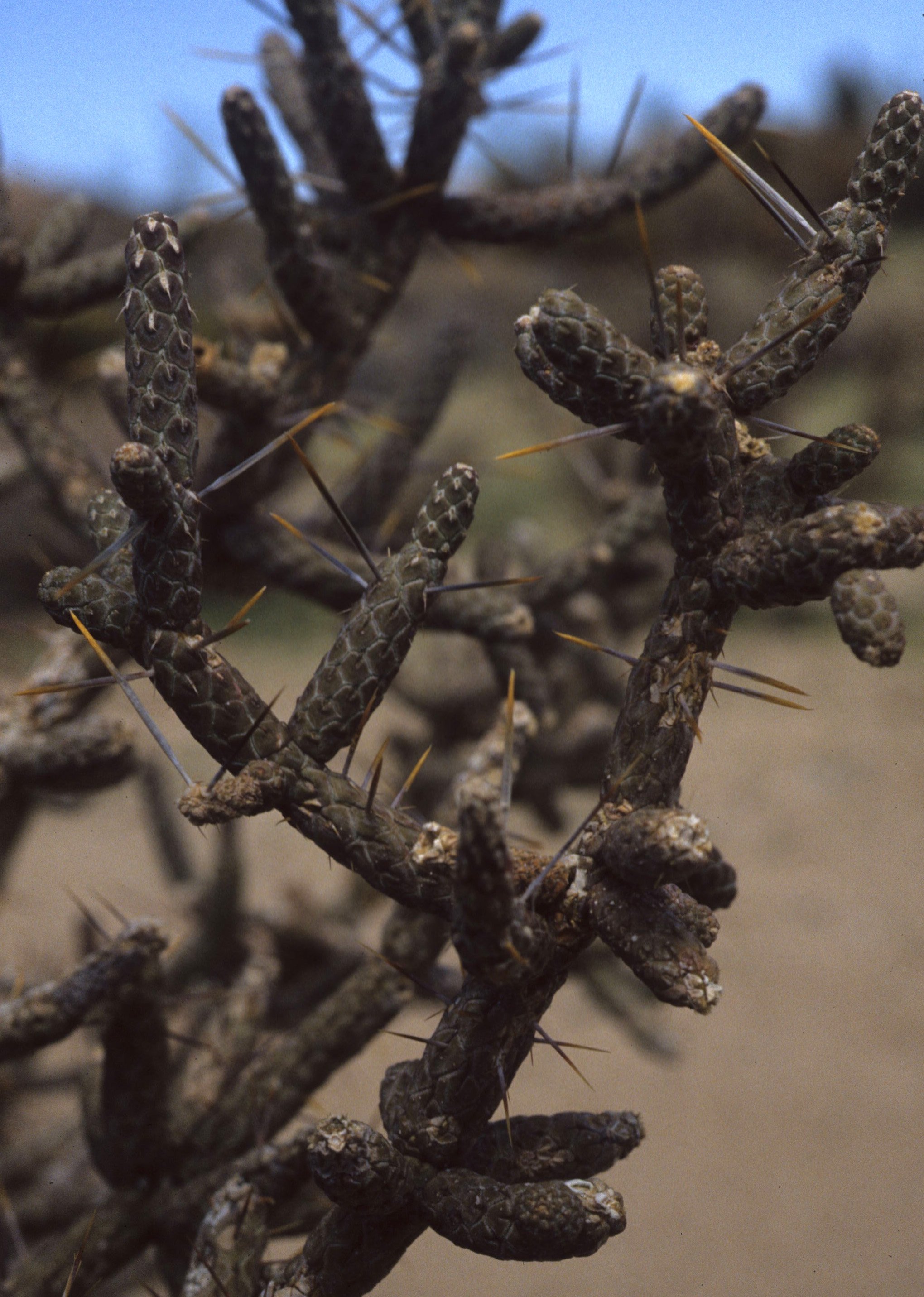 ANZA BORREGO - CACTACEAE - OPUNTIA RAMOSSIMA - DIAMOND CHOLLA.jpg