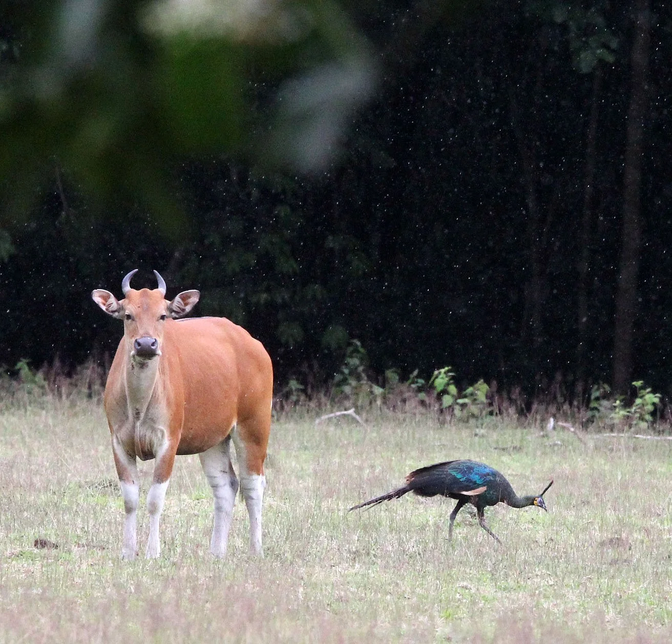 BANTENG - JAVA BANTENG - Bos javanicus javanicus - UJUNG KULON NATIONAL PARK JAVA BARAT INDONESIA (45).JPG