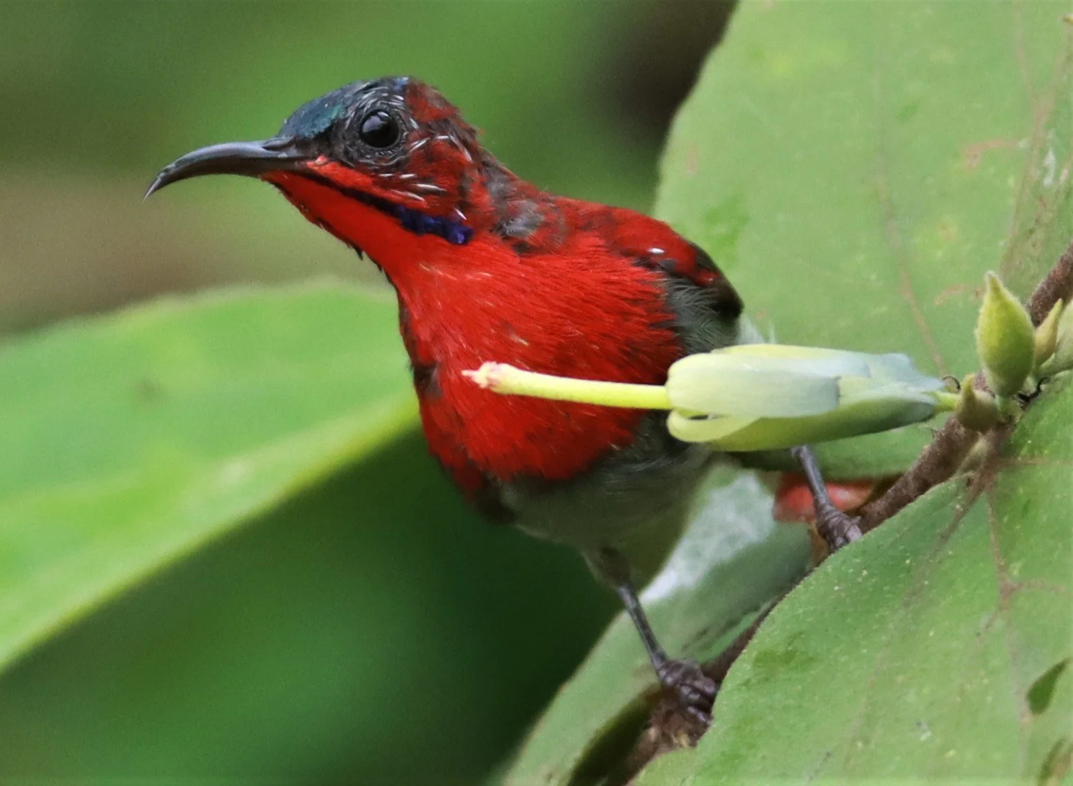 SUNBIRD - CRIMSON SUNBIRD - Aethopyga siparaja - NONG YA PLONG PETCHABURI (44).jpg