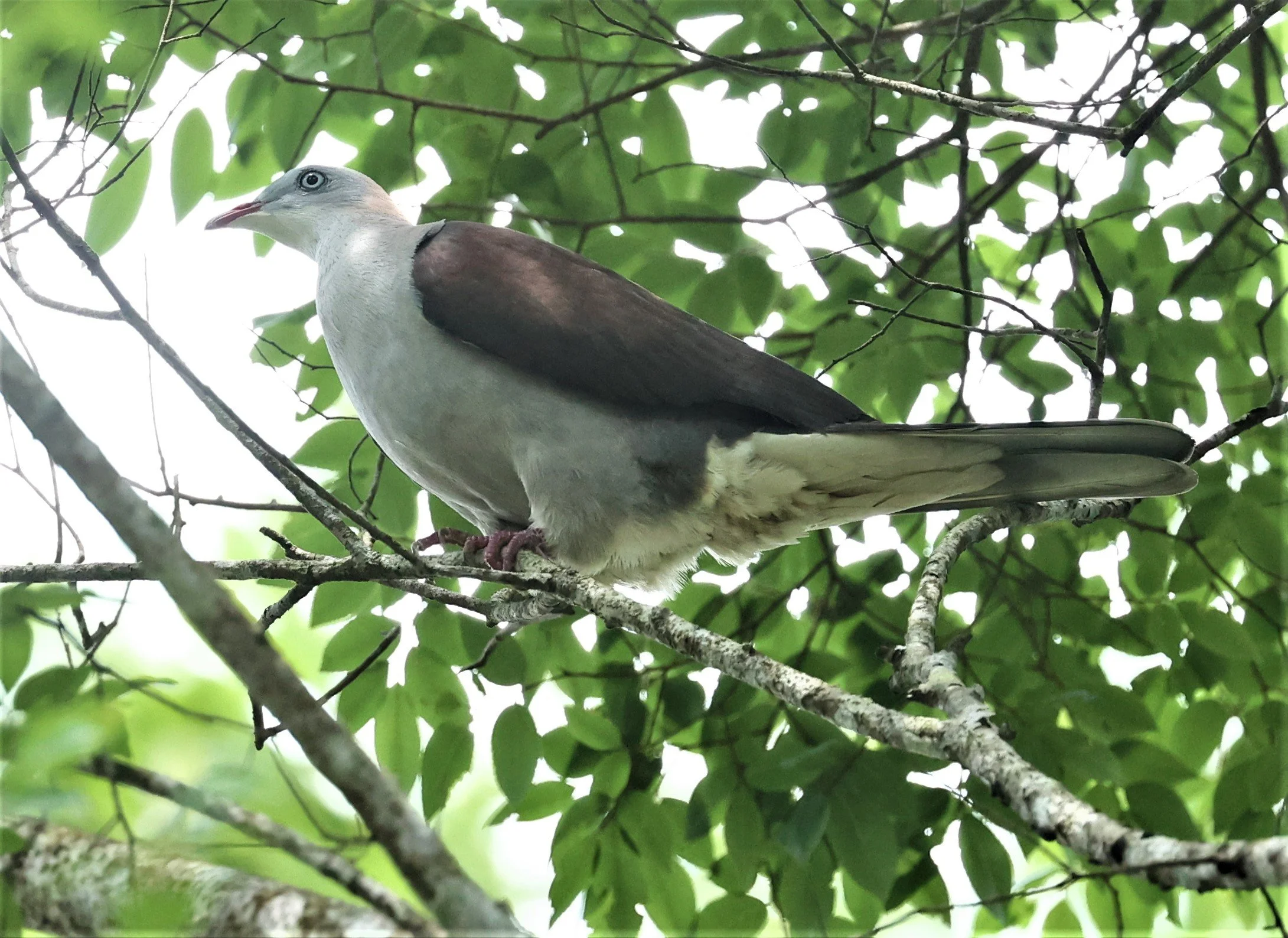 Mountain Imperial-Pigeon (Ducula badia) KhaoYai NP Thailand (12).jpg
