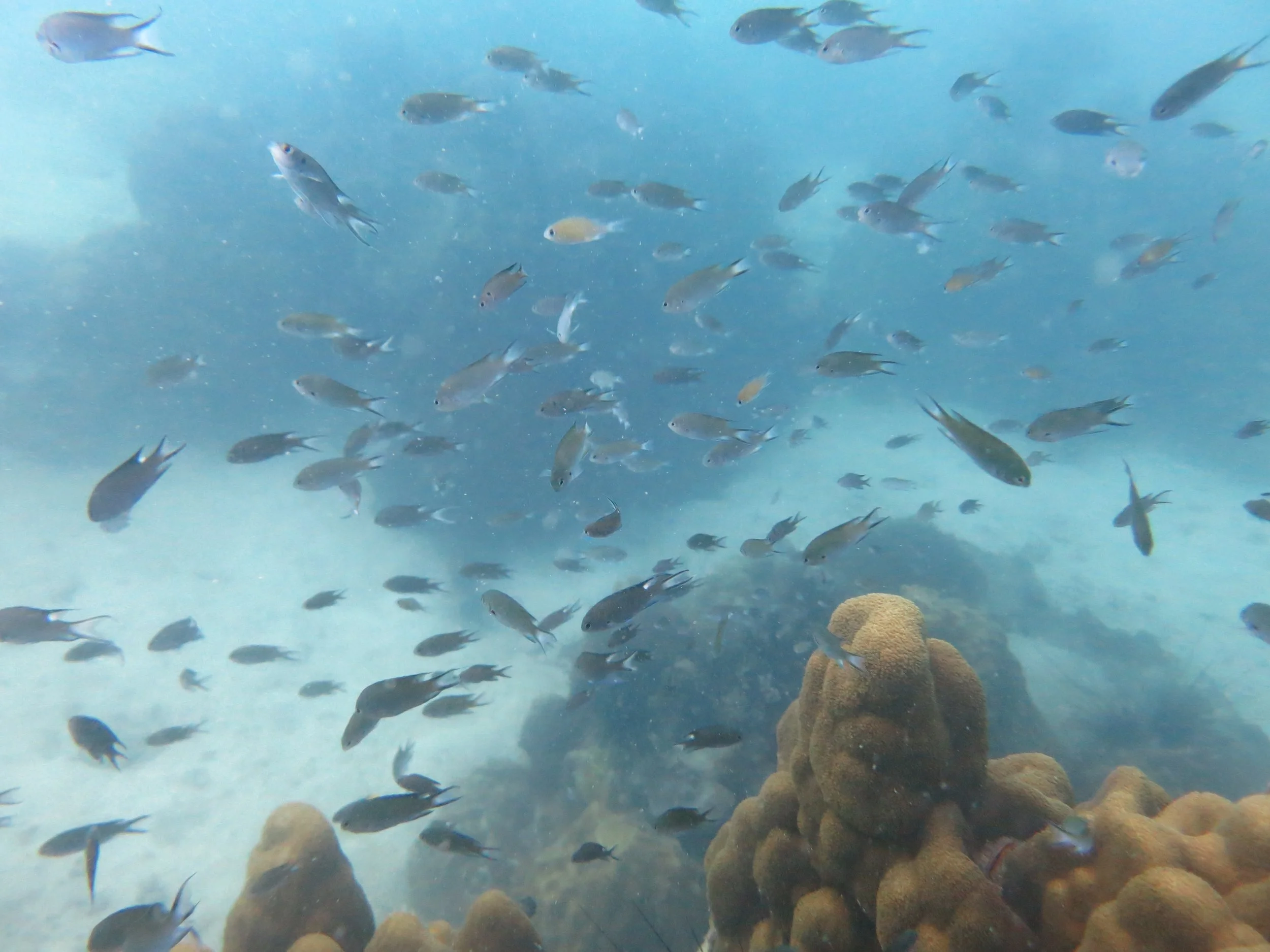 2016 BPS Satthahip Dive Trip with Marine Conservation Club (14).JPG