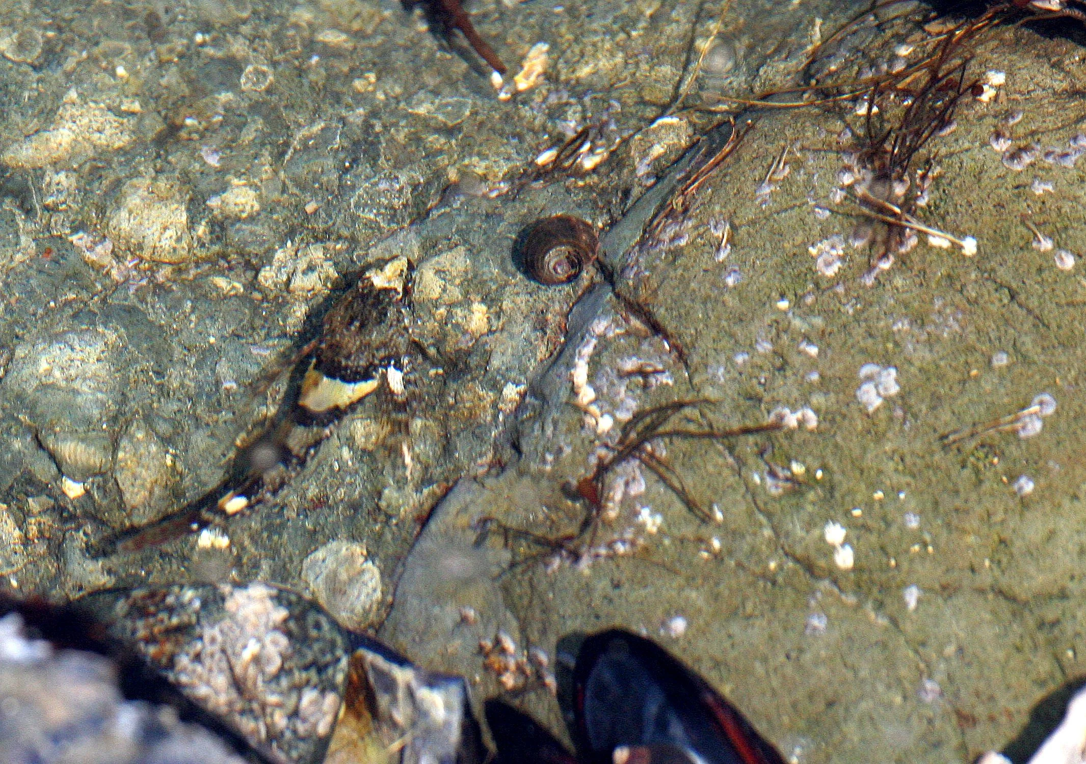 FISH - SCULPIN - TIDE POOL SCULPIN - TONGUE POINT SALT CREEK WA (2).JPG
