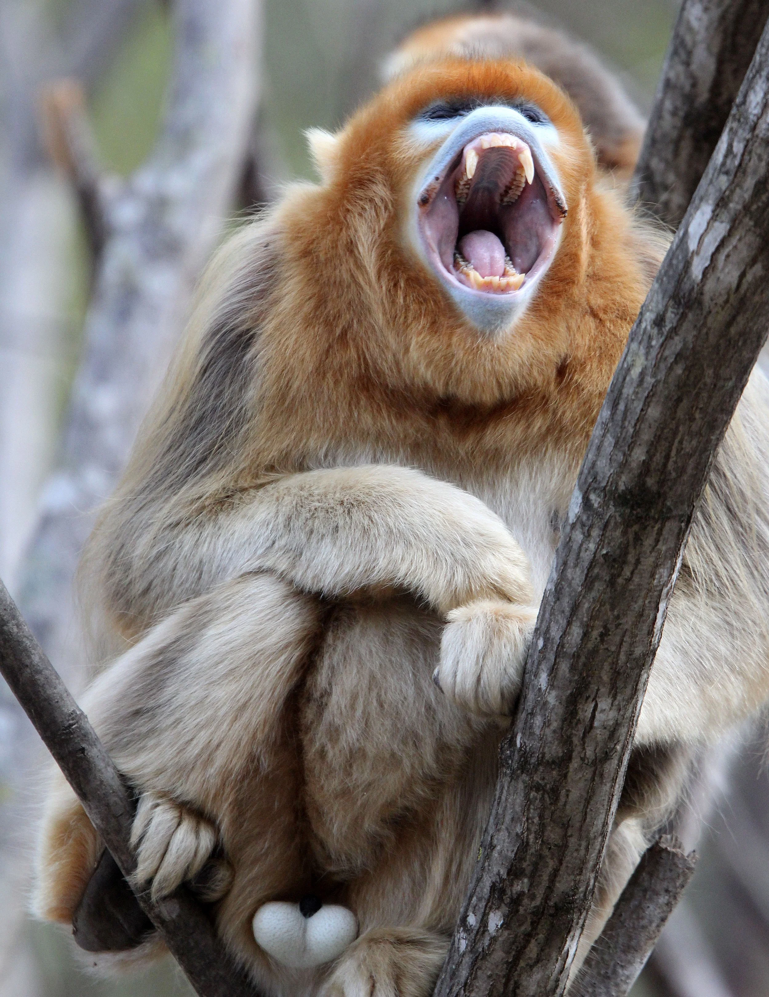 CERCOPITHECIDAE - Rhinopithecus roxellana qinlingensis - QINLING GOLDEN SNUB-NOSED MONKEY - FOPING NATURE RESERVE, SHAANXI CHINA (143).JPG