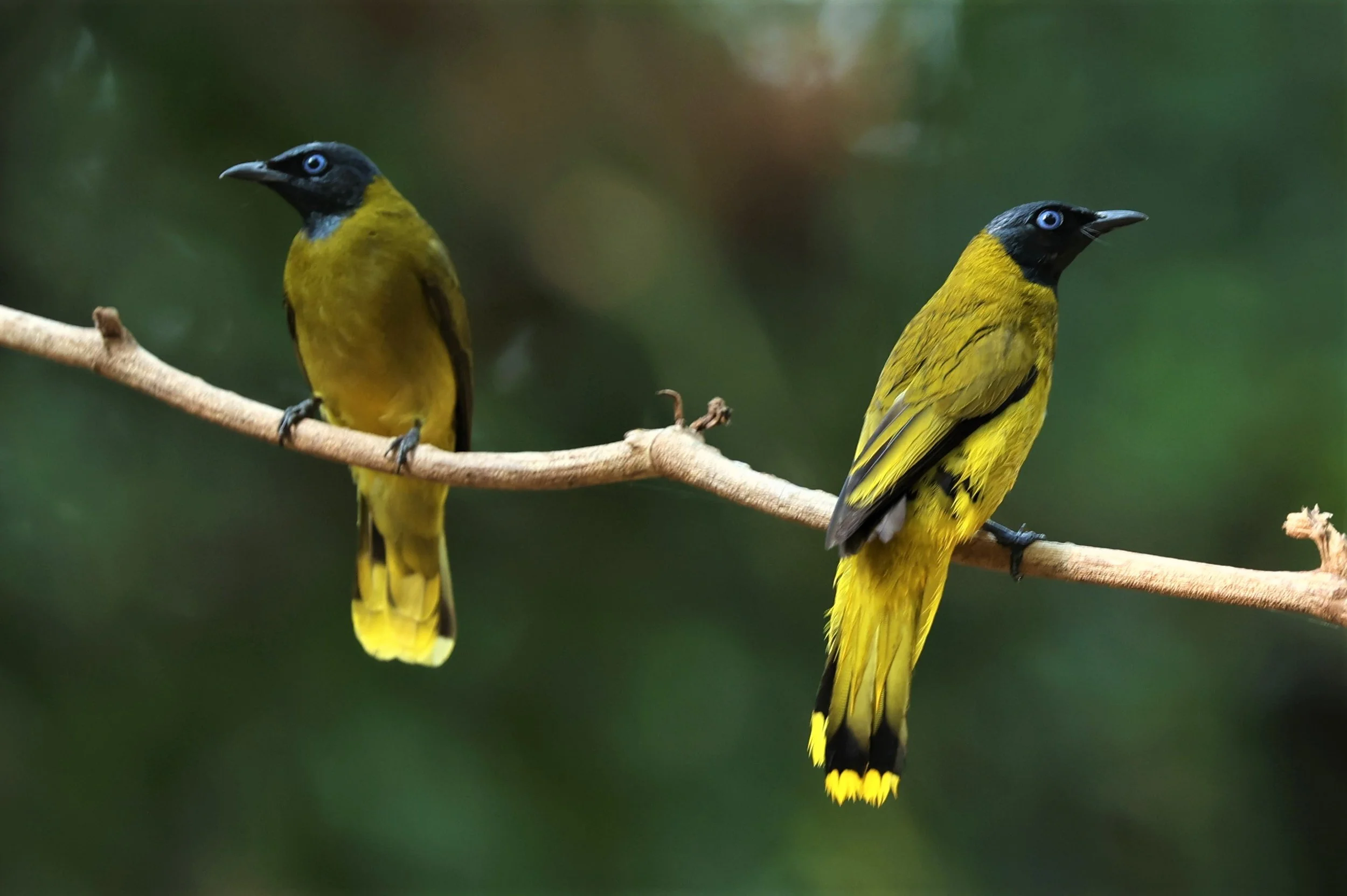BULBUL - BLACK HEADED BULBUL - Pycnonotus atriceps - WAT THAM PRATHUM CHONBURI JAN 30 2022 (57).jpg
