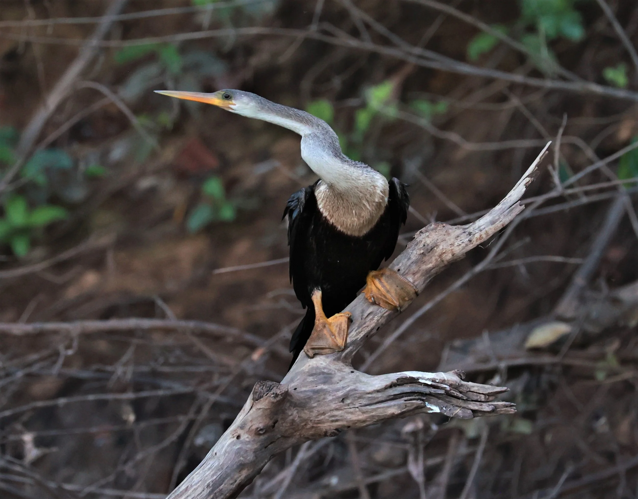 Anhinga anhinga - Pousada Aguape - Fazenda São José Zona Rural, Aquidauana, Mato Grosso do Sul, Brazil (21).JPG