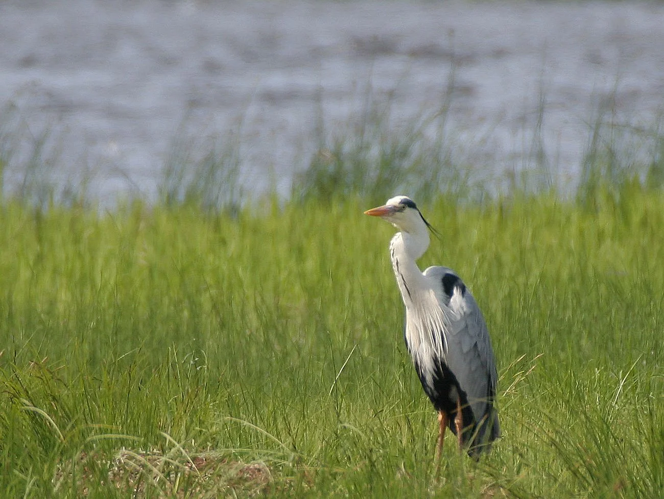 HERON - GREY HERON -  Ardea cinerea - EASTERN LAKE BAIKAL NEAR THE ULAN UDE FERRY STOP (15).jpg