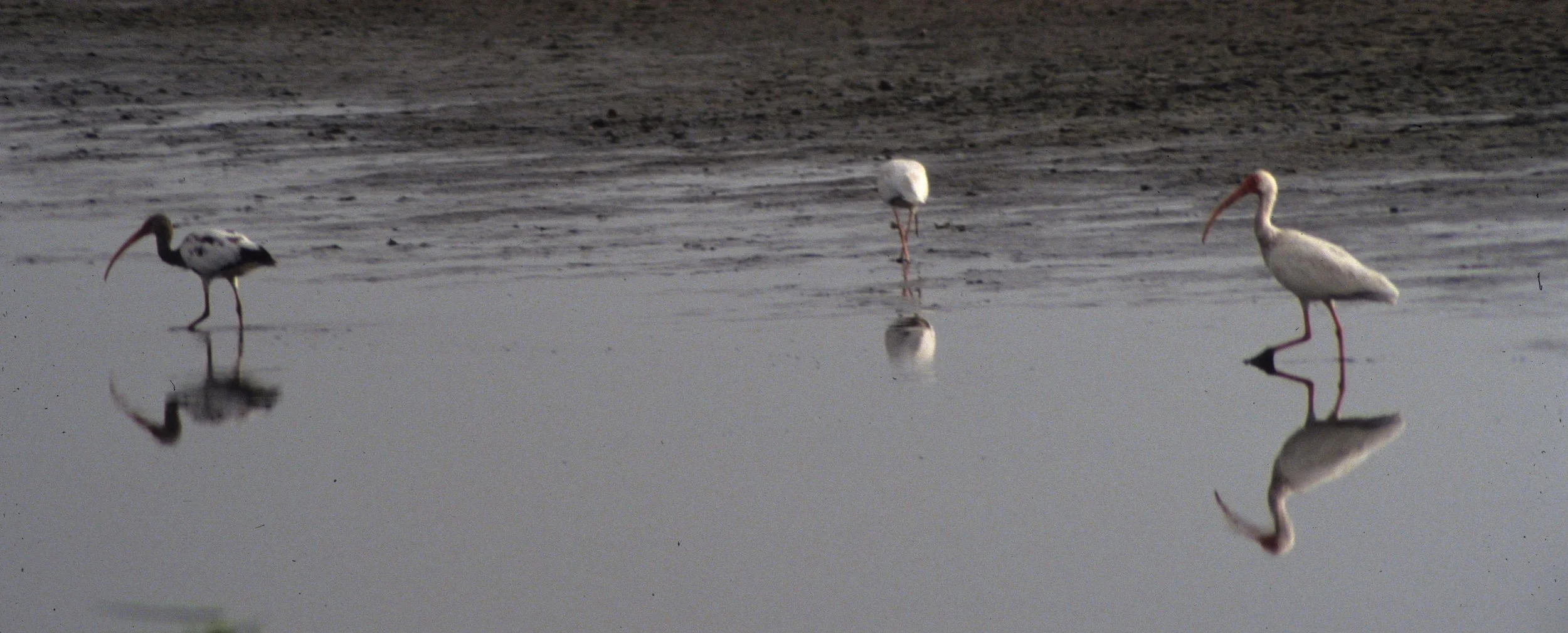IBIS - AMERICAN WHITE IBIS - Eudocimus albus - IMMATURE - CROOKED TREE BELIZE (2).jpg