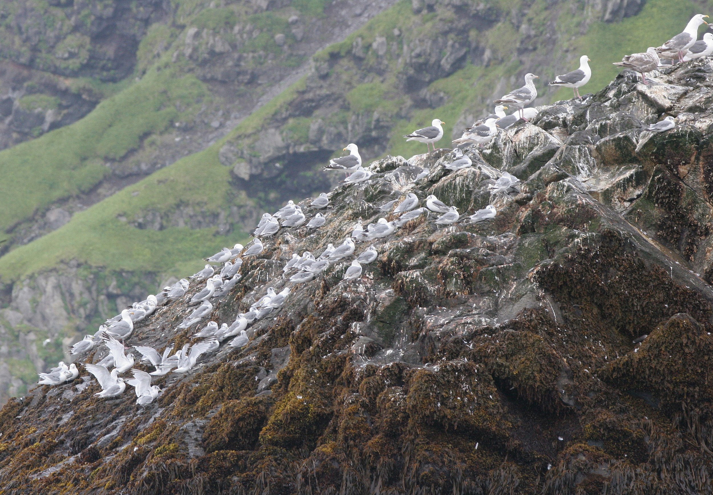 BIRD - GULL - SLATY-BACKED ROOKERY WITH BLACK-LEGGED KITTIWAKES - KURIL ISLANDS RUISSA (5).jpg