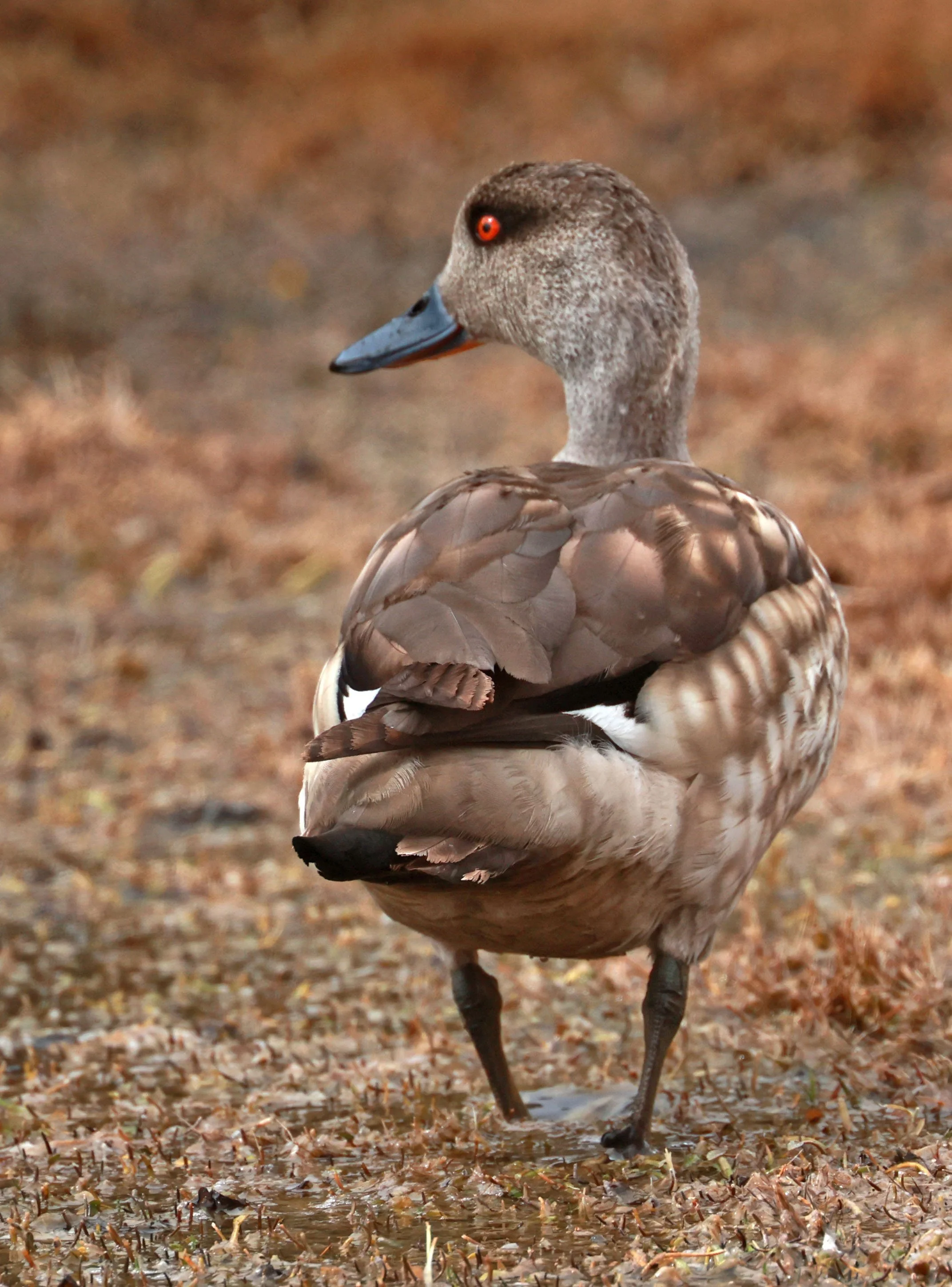 Duck - Crested Duck - Lophonetta specularioides - Lauca National Park, Chile (63).jpg