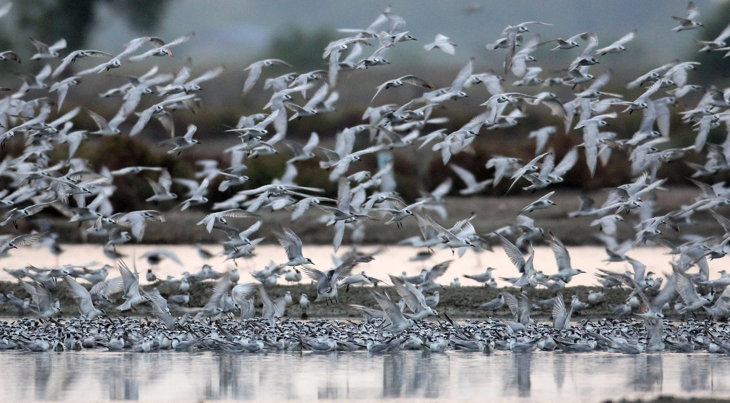 BIRD - TERN SPECIES MIXED FLOCK - WHISKERED AND LITTLE - KOK KHAM MAJACHAI  SALT PONDS - THAILAND (45).JPG