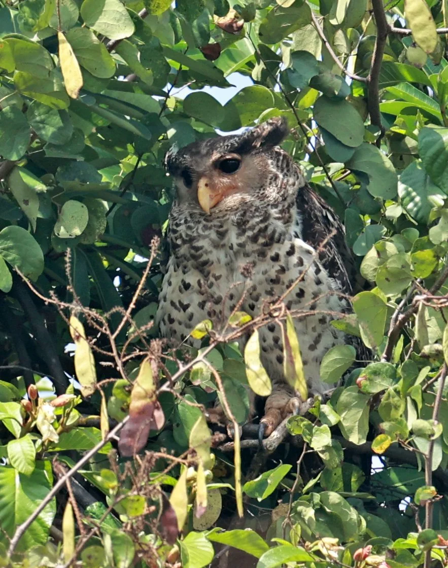 Spot-bellied Eagle-Owl (Bubo nipalensis) Pak Chong Mu Si Municipality Feb 2026  (38).jpg