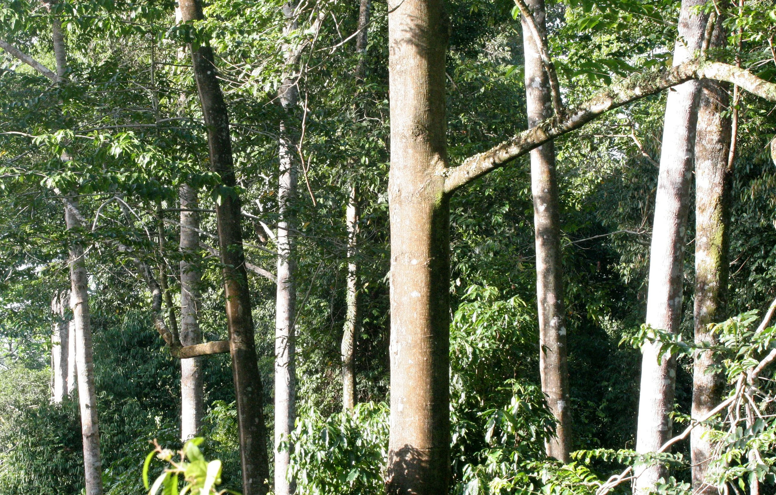 TABIN WILDLIFE RESERVE BORNEO - FOREST VIEW.JPG
