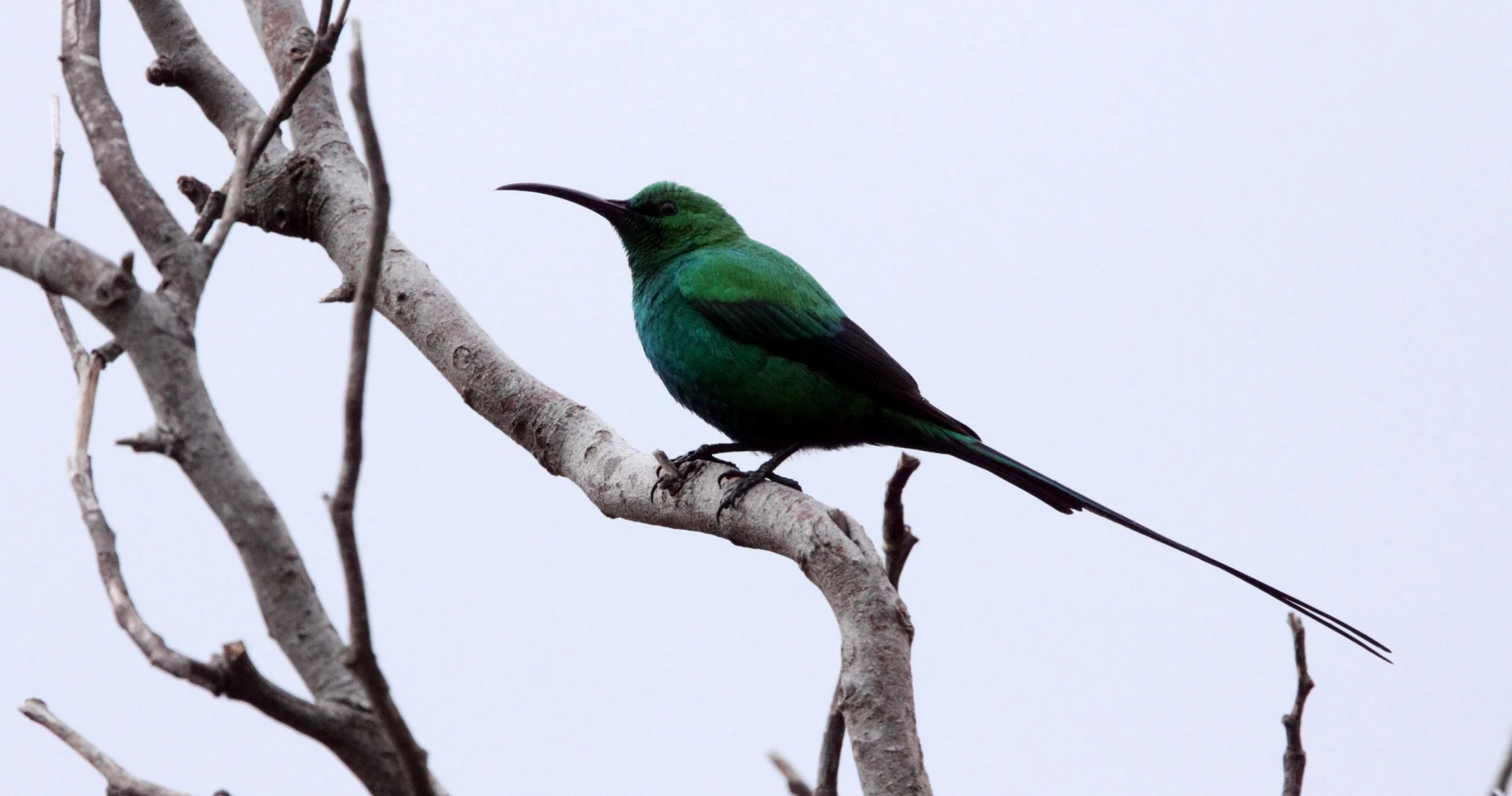 BIRD - SUNBIRD - MALACHITE SUNBIRD - NECTARINIA FAMOSA - SIMON'S TOWN TABLE MOUNTAIN - SOUTH AFRICA (5).JPG