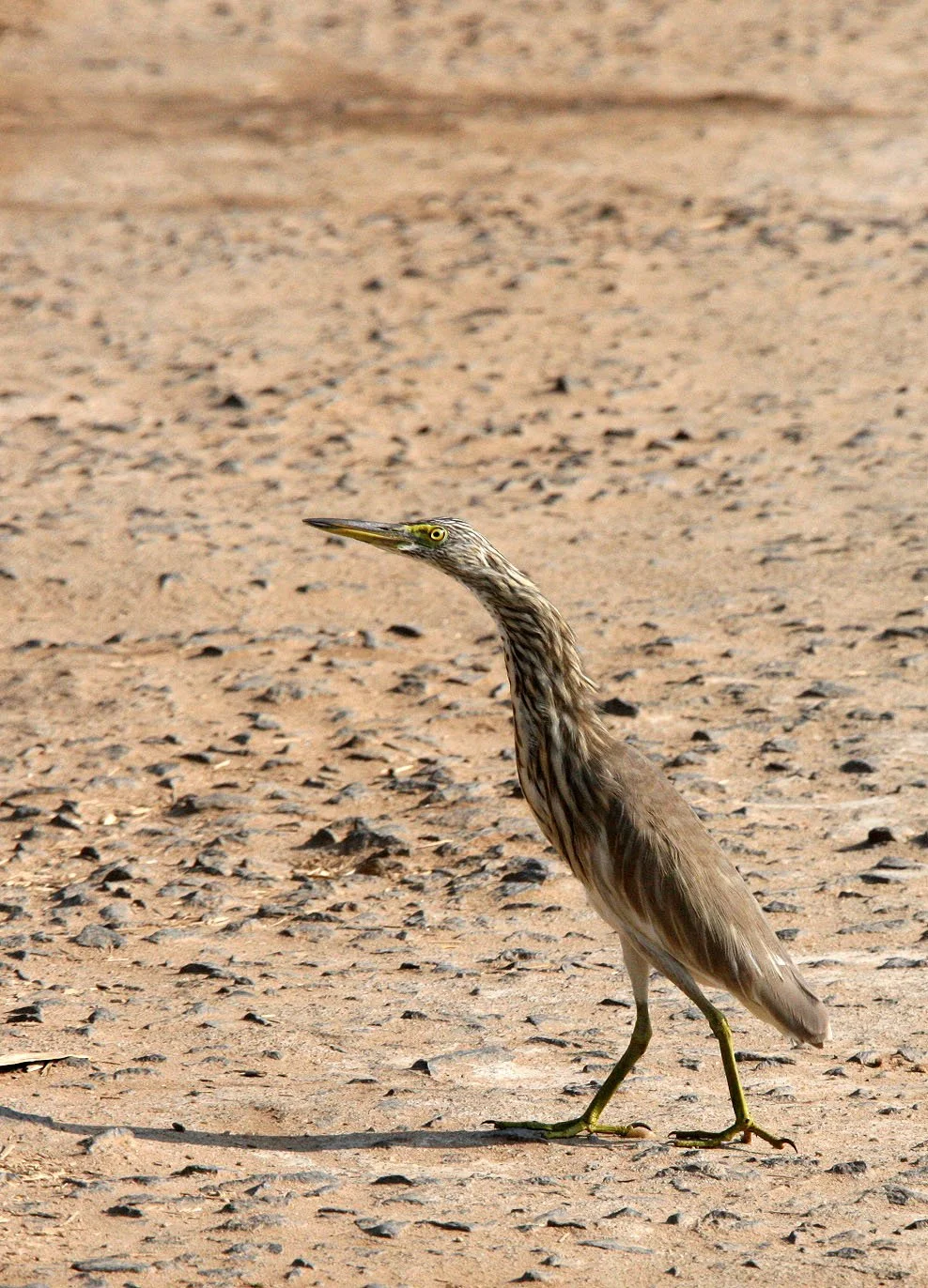 HERON - INDIAN POND HERON - Ardeola grayii - BANDHAVGAR NATIONAL PARK MADHYA PRADESH INDIA (3).JPG