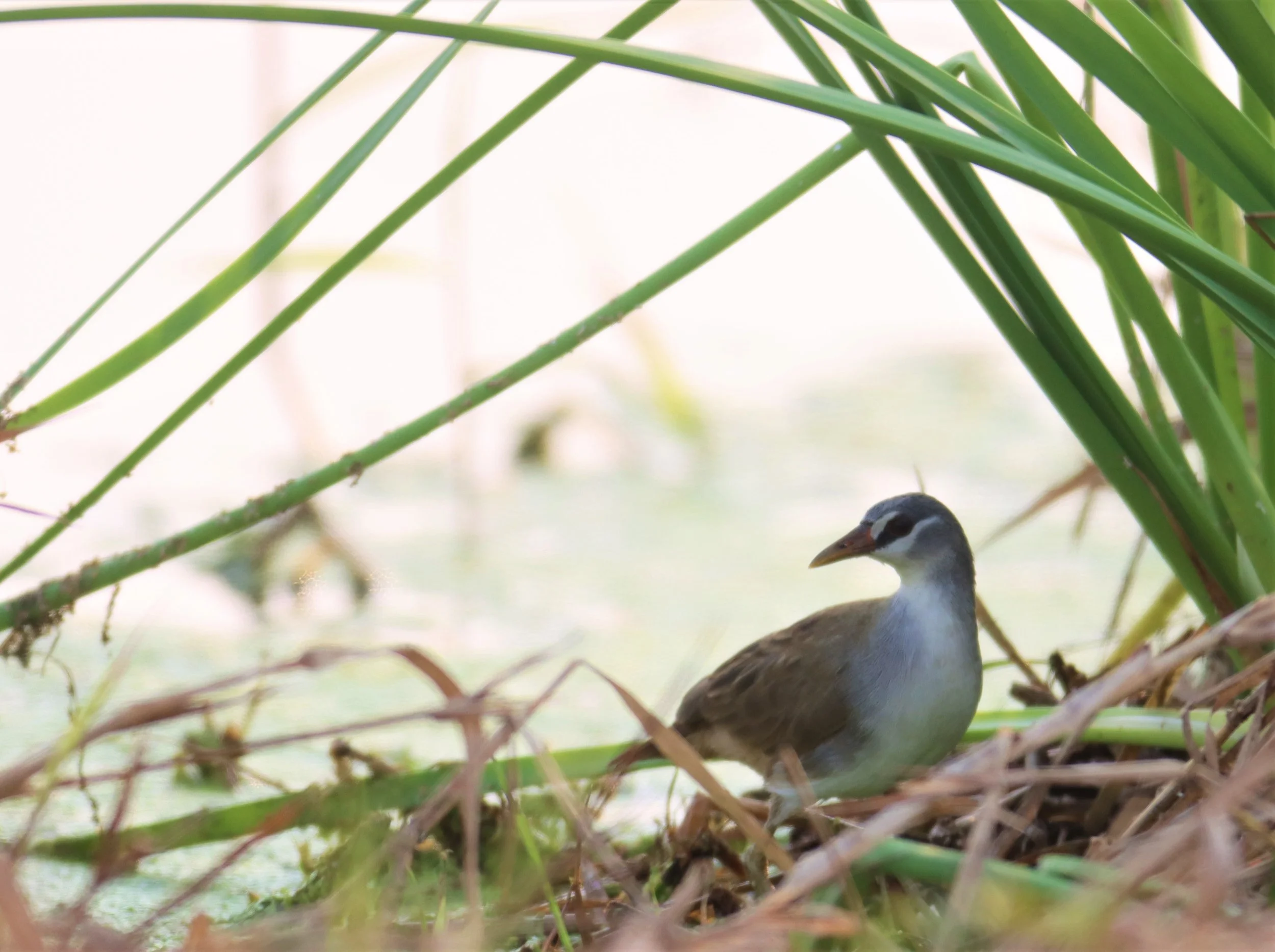 White-browed Crake (Porzana cinerea) Thap Yao Rice Fields Lat Krabang Bangkok (69).jpg