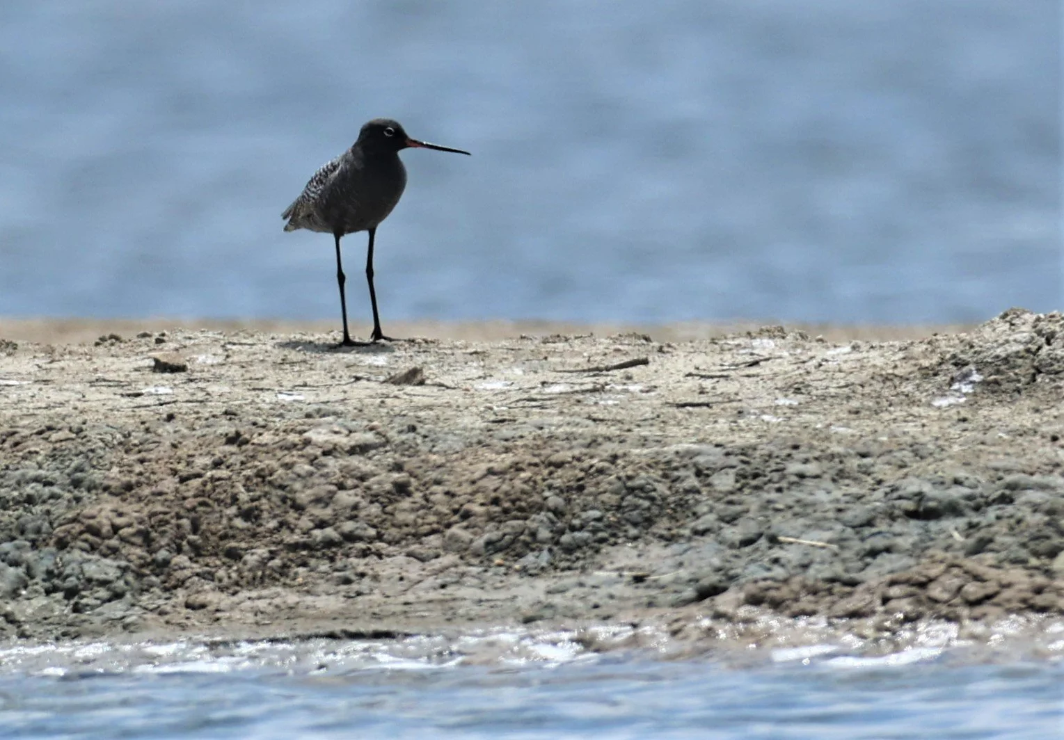 REDSHANK - SPOTTED REDSHANK - Tringa erythropus - CHACHOENGSAO SALT PONDS SALT CAFE MAY 7 2022 (23).jpg