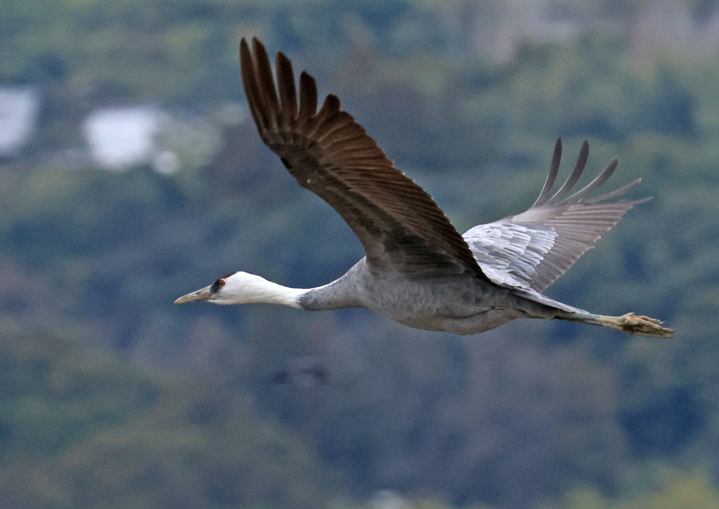 Hooded Crane (Grus monacha) Izumi Crane Park & Center, Izumi Kagoshima Kyushu Japan (128).jpg