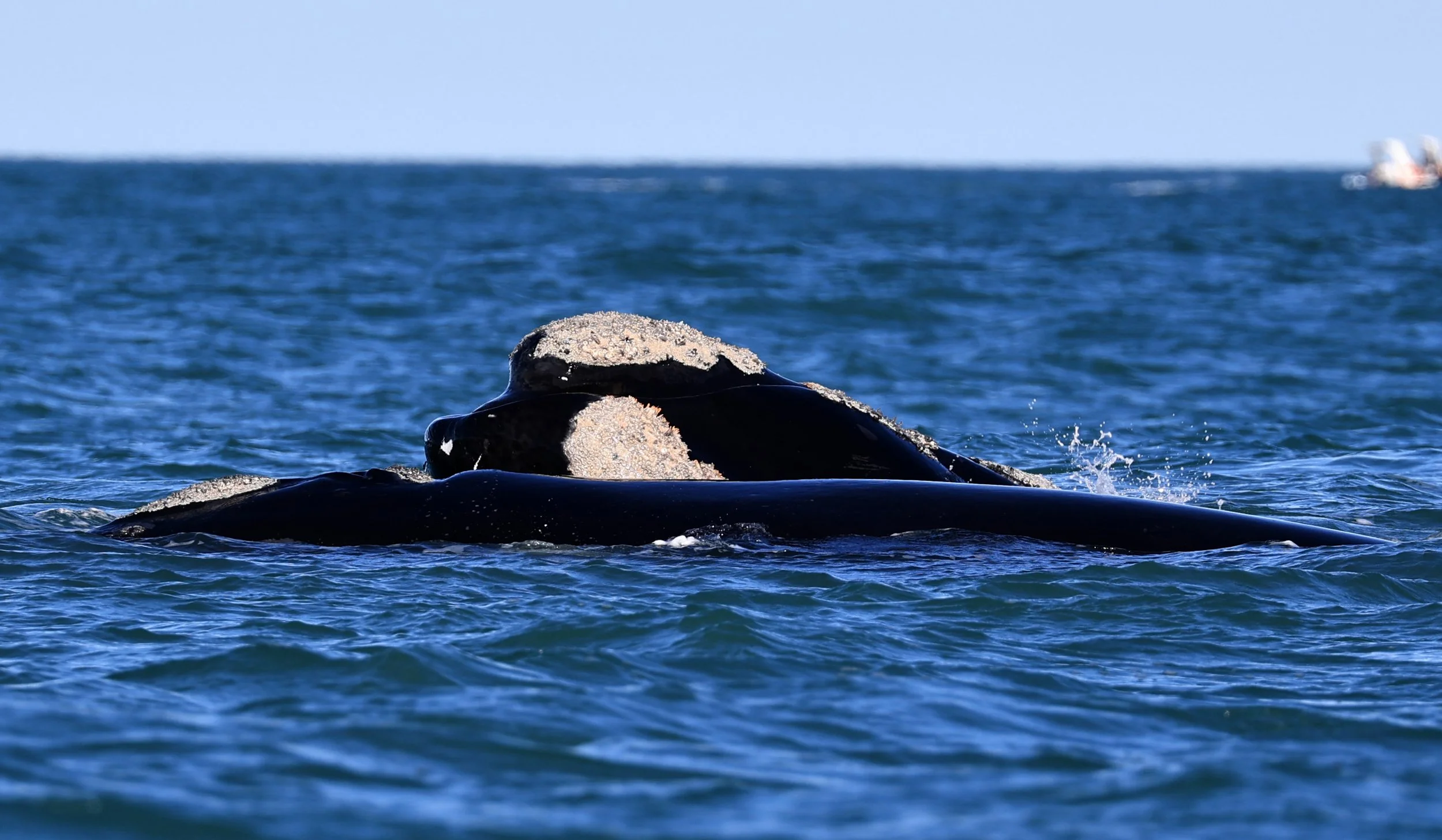 Southern Right Whale (Eubalaena australis) Puerto Rawson Argentina (30).jpg