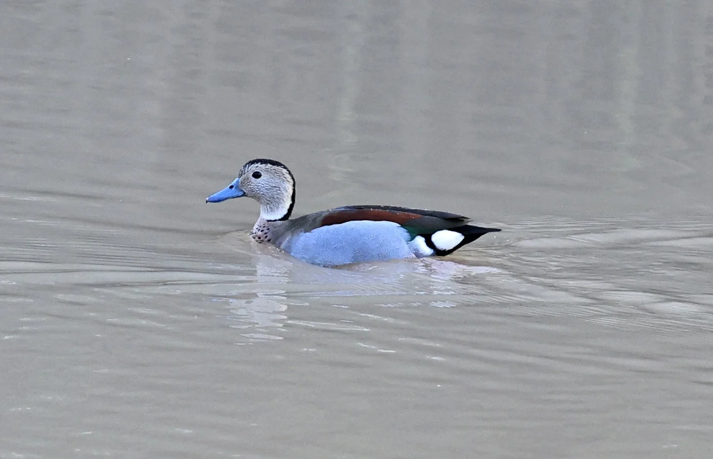 Ringed Teal (Callonetta leucophrys) Hotel Iparoma Campestre Paraguay (13).jpg