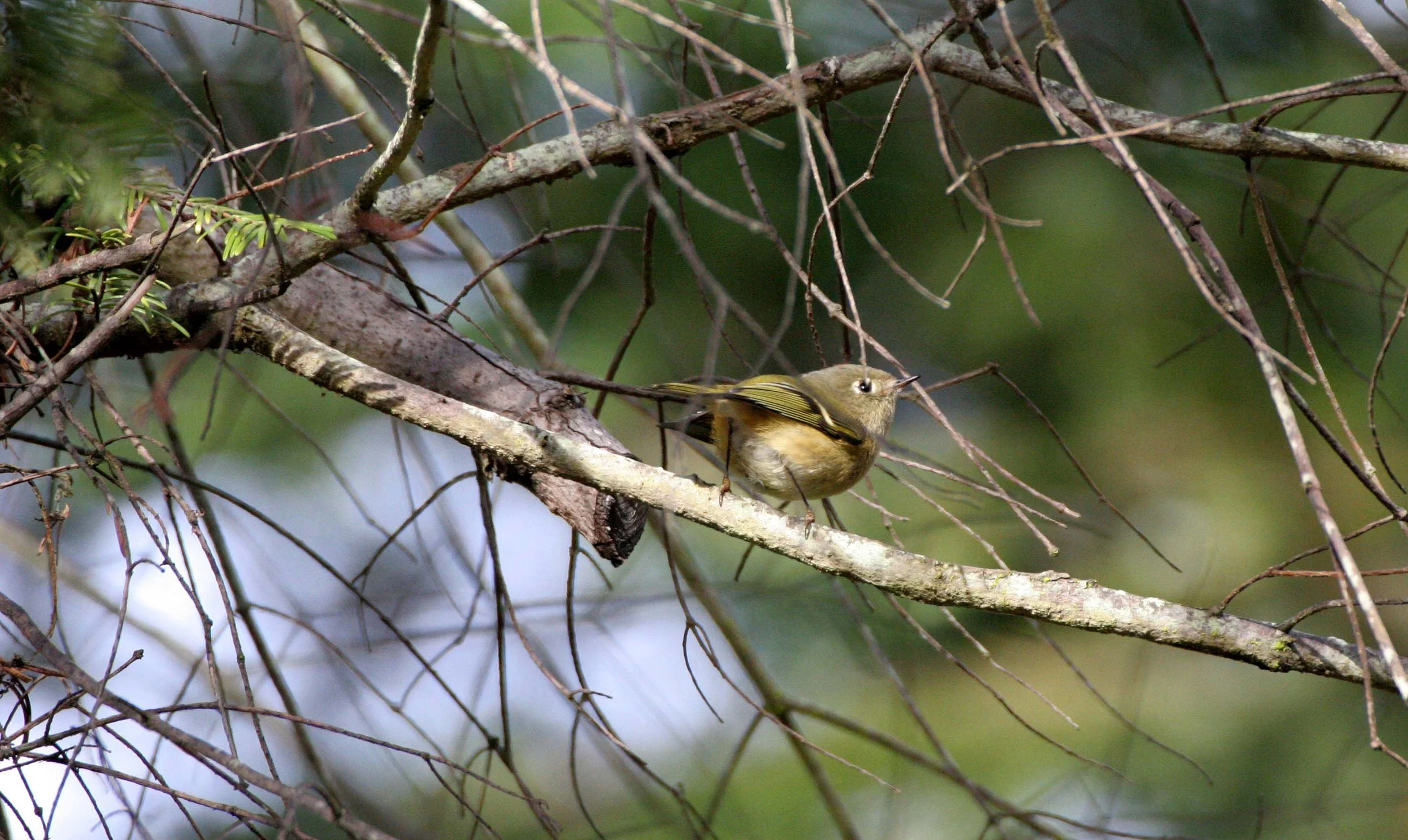 Hutton's Vireo (Vireo huttoni) Lake Farm Olympic Peninsula Washington (19).jpg