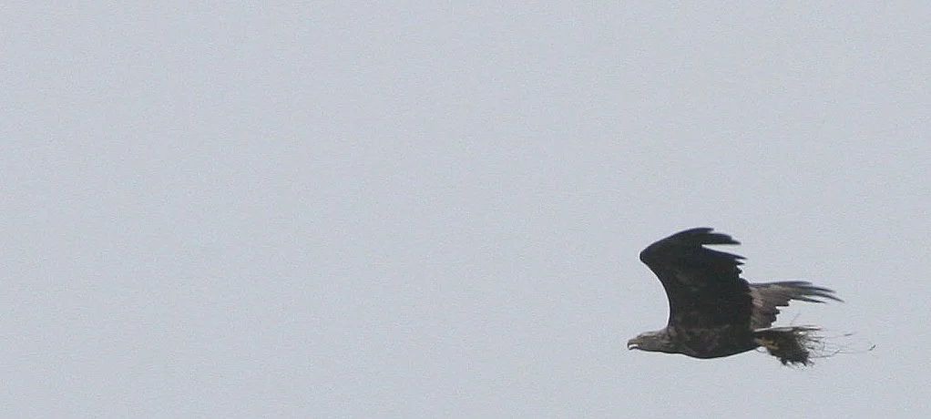 Haliaeetus albicilla - WHITE-TAILED SEA EAGLE - KURIL ISLANDS RUSSIA (11).jpg