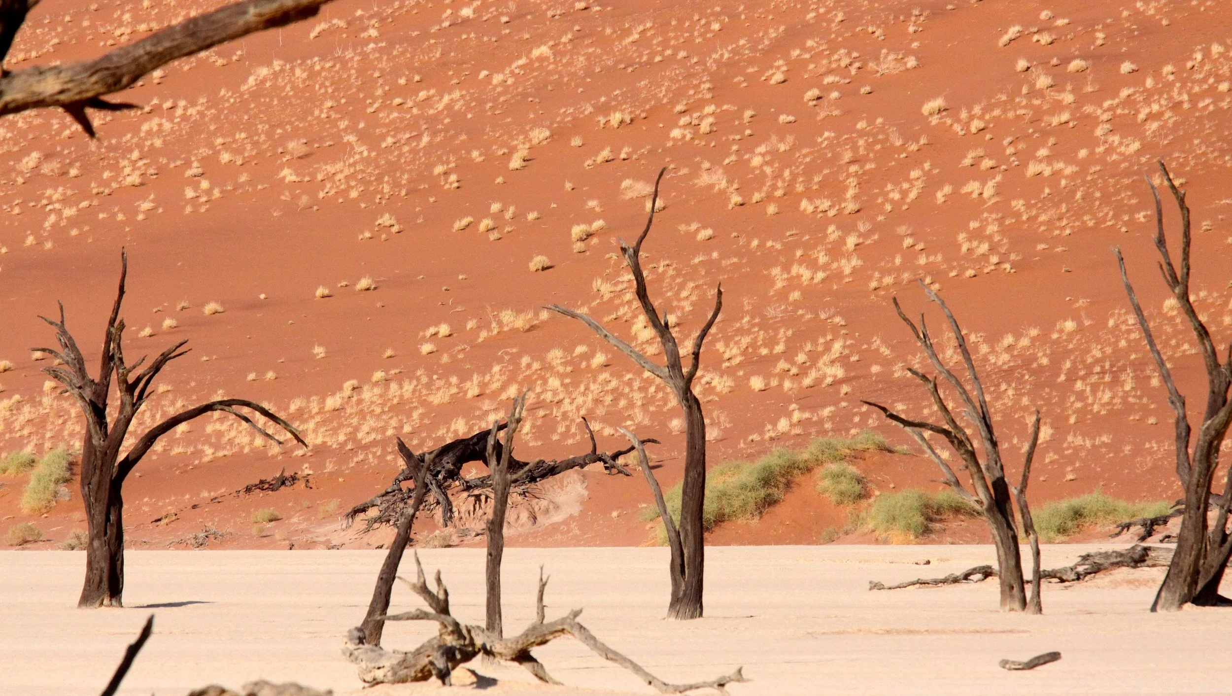 SOSSUSVLEI, NAMIB NAUKLUFT NATIONAL PARK, NAMIBIA - DEAD VLEI (61).JPG