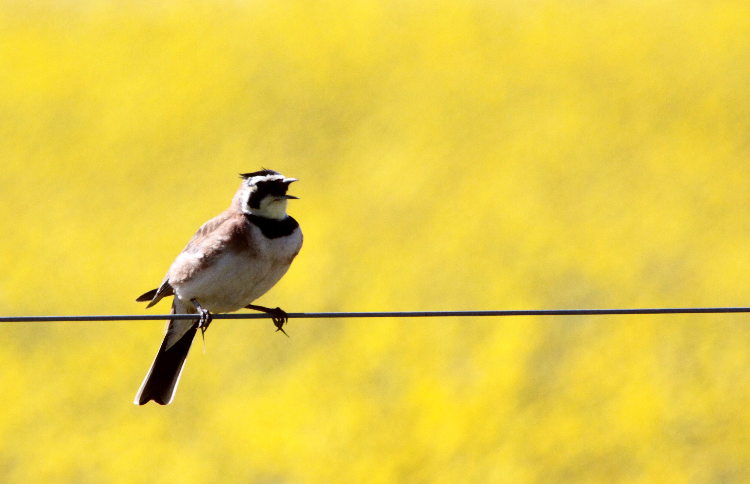 Horned Lark (Eremophila alpestris) Carrizo Plain National Monument California (1).JPG