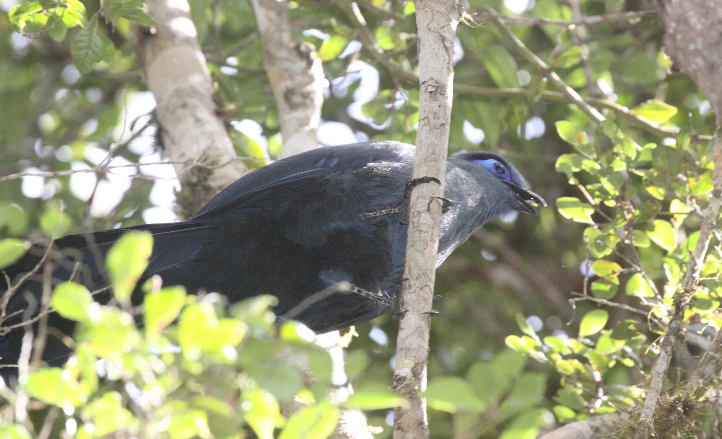 Blue Coua (Coua caerulea) Mantadia NP Madagascar (2).JPG